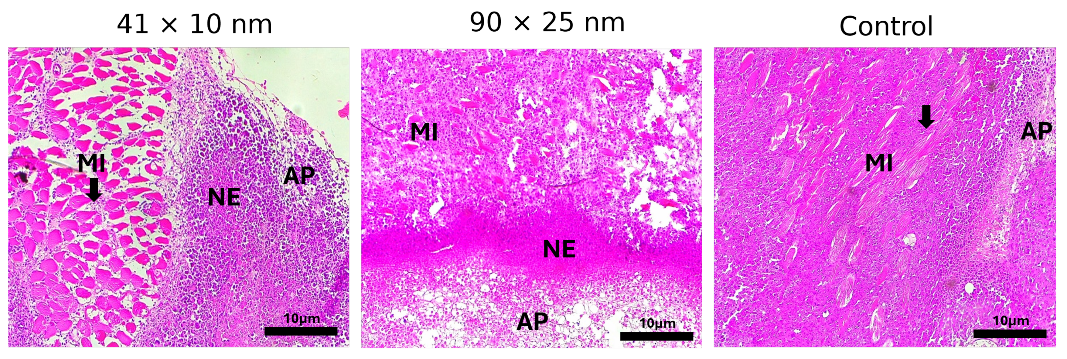 Bioengineering 11 00934 g007