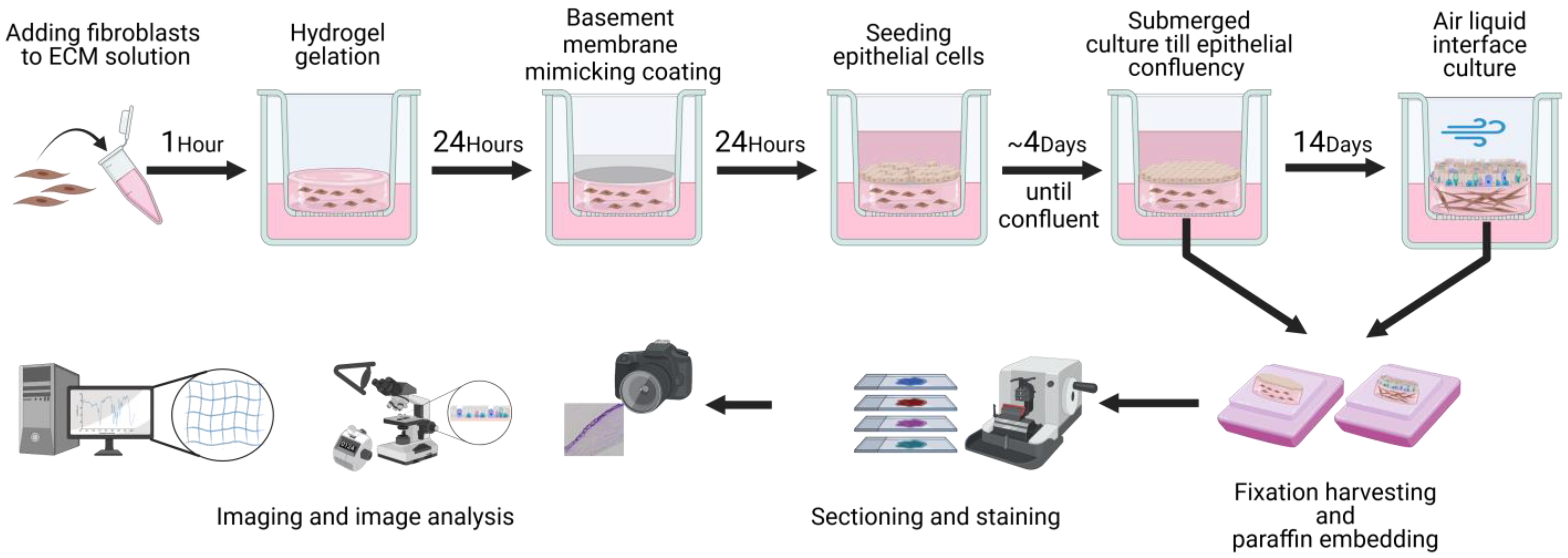 Bioengineering 11 00946 g001