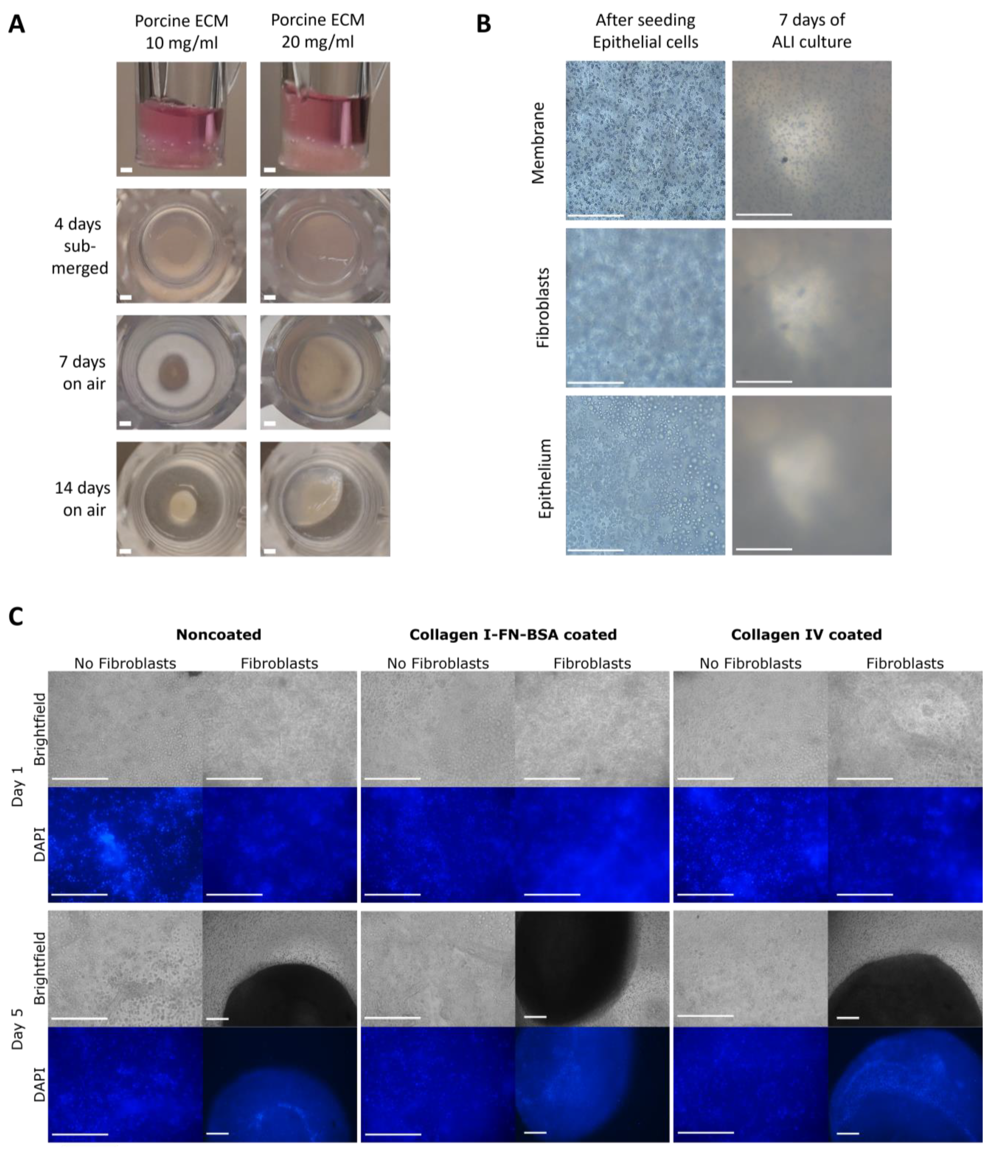 Bioengineering 11 00946 g006