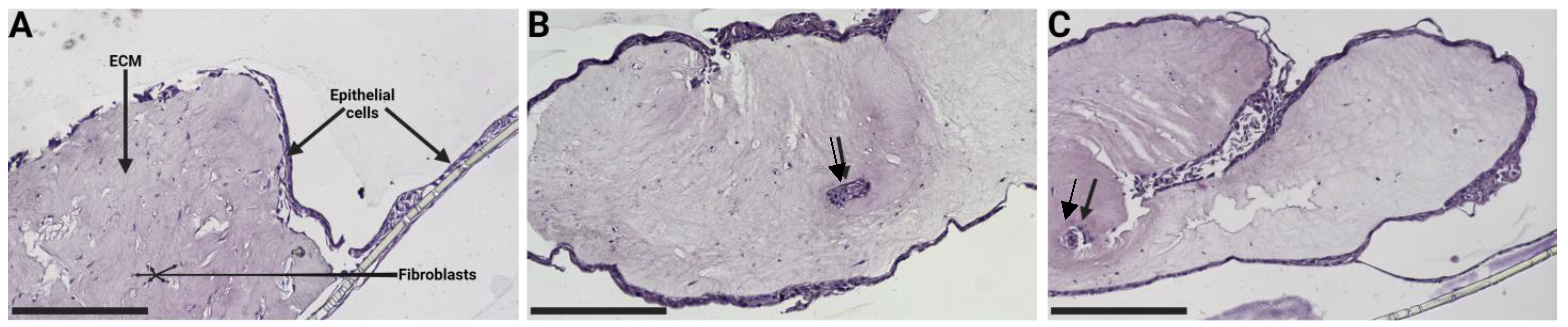 Bioengineering 11 00946 g007