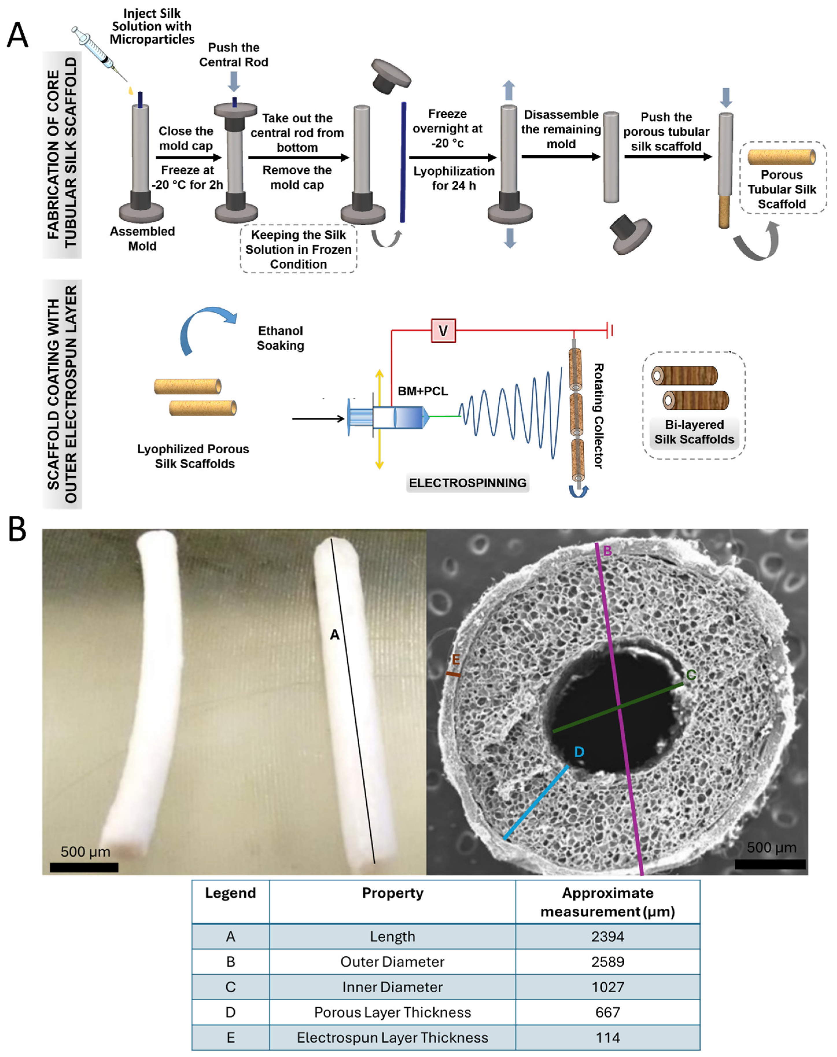 Bioengineering 11 00947 g001