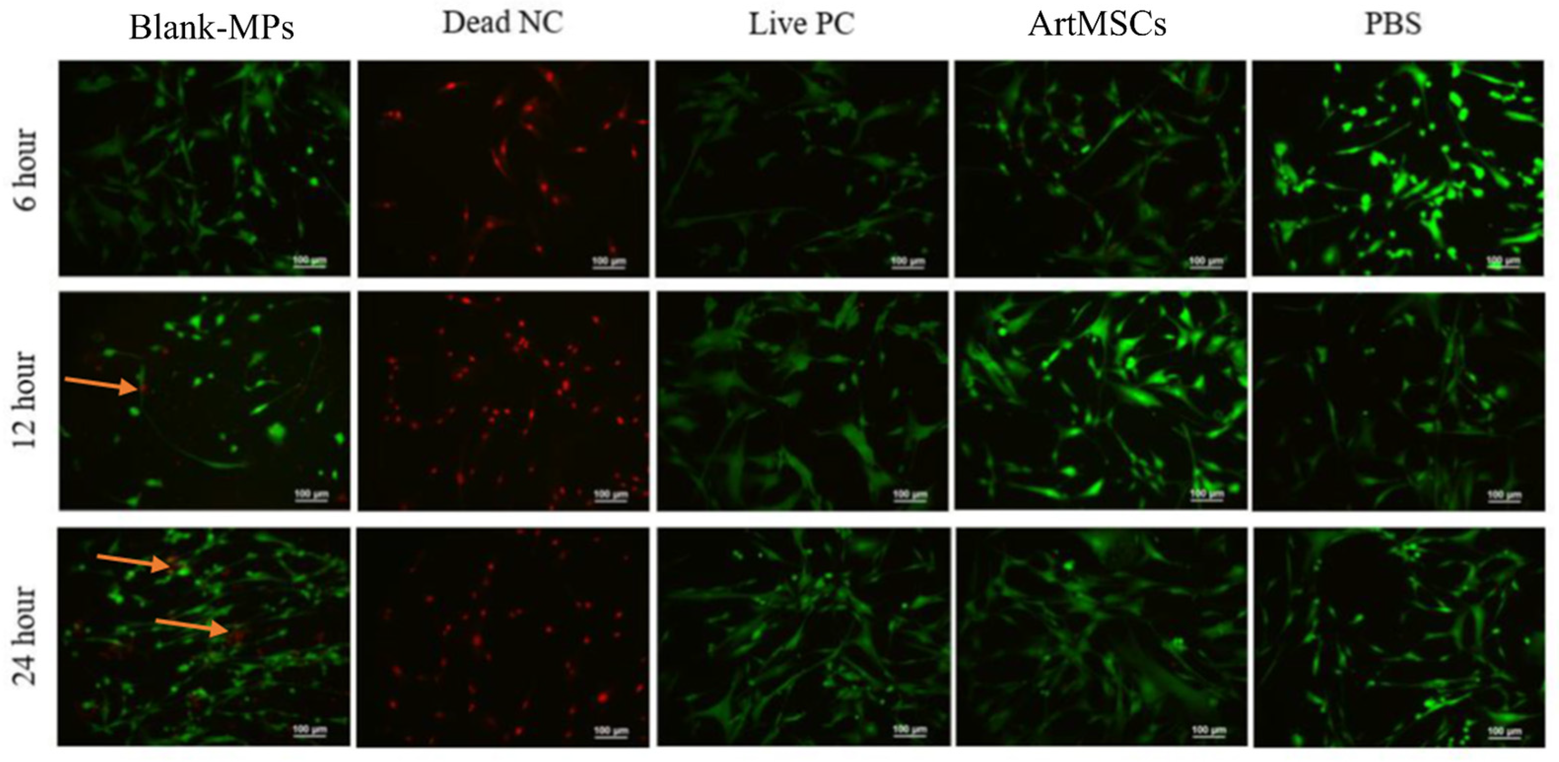 Bioengineering 11 00947 g004