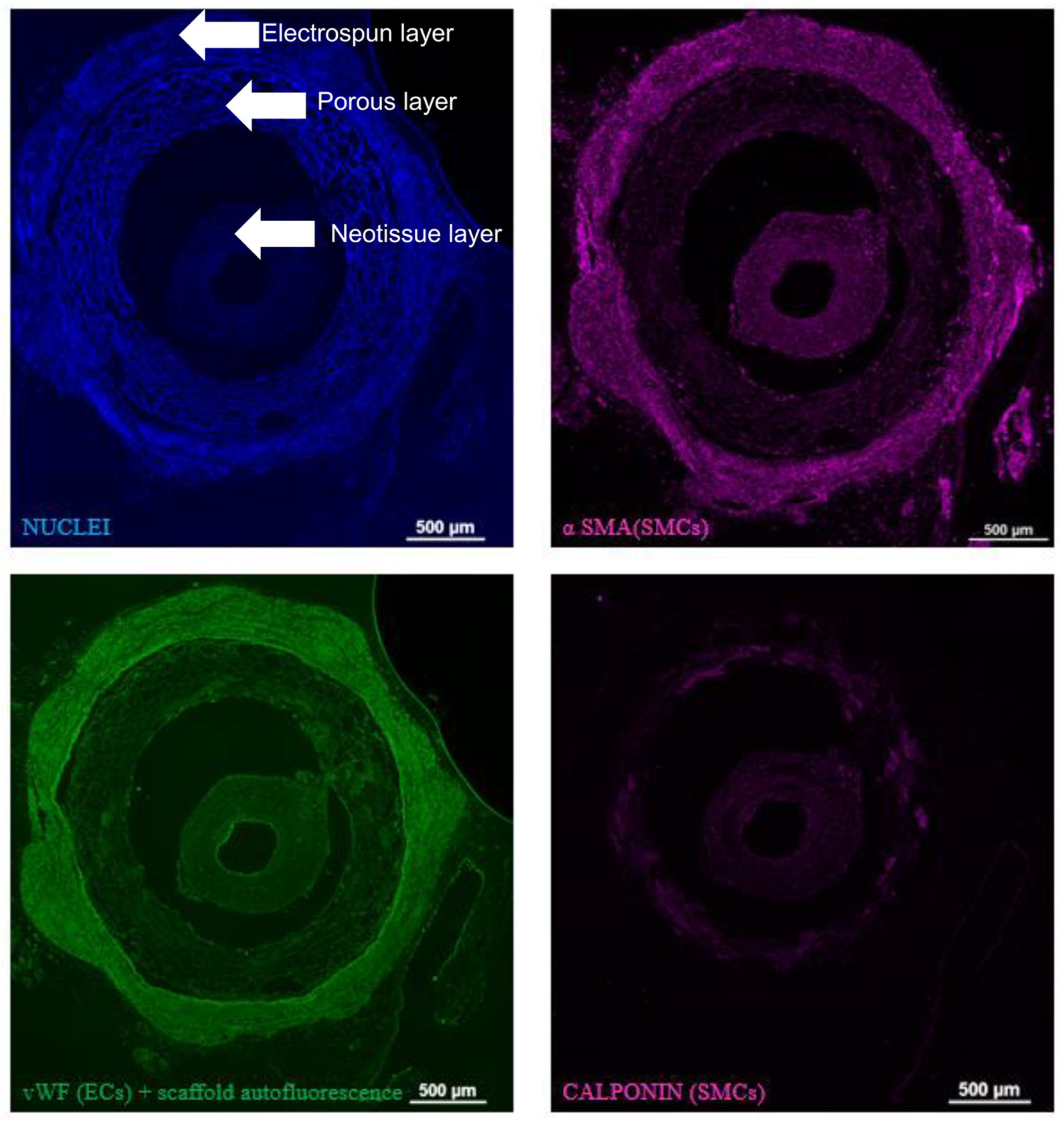 Bioengineering 11 00947 g008