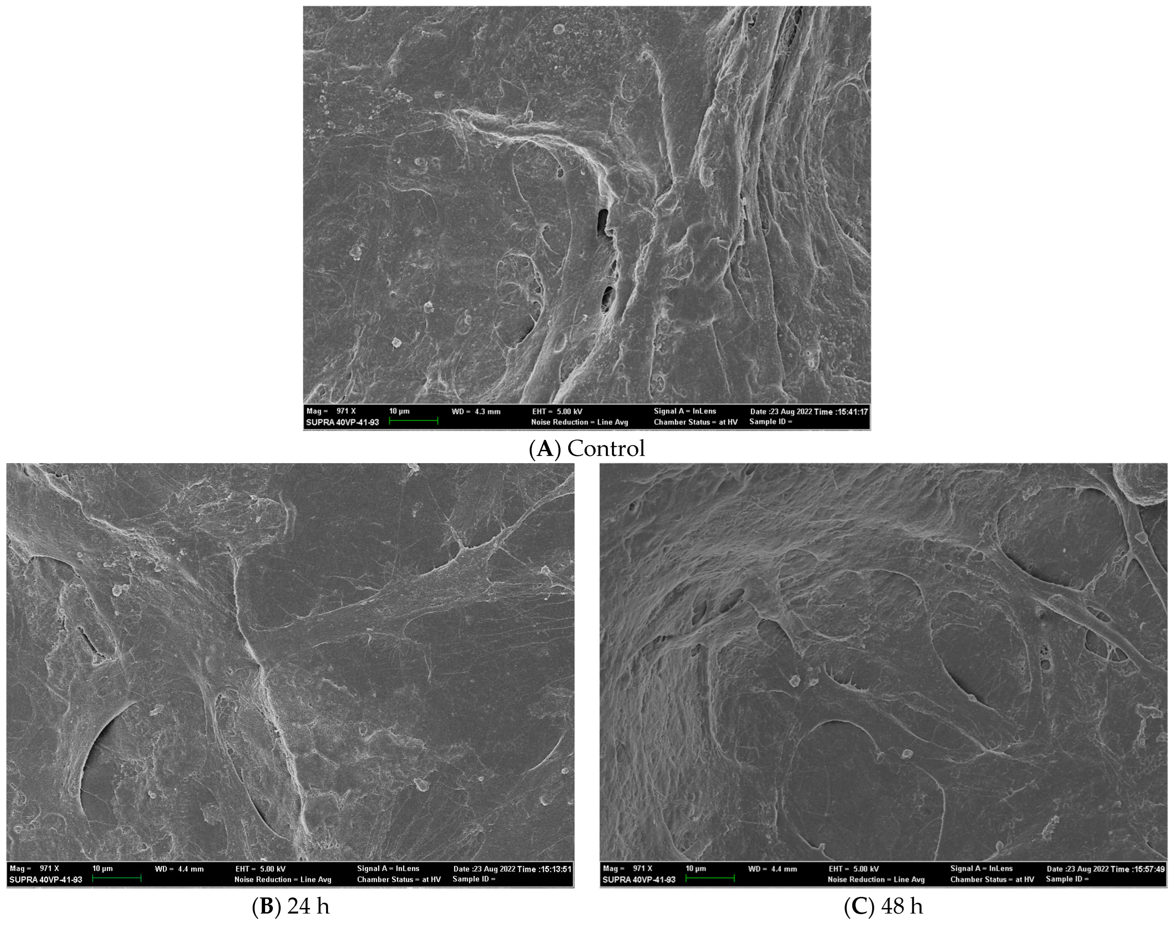 Bioengineering 11 00953 g004