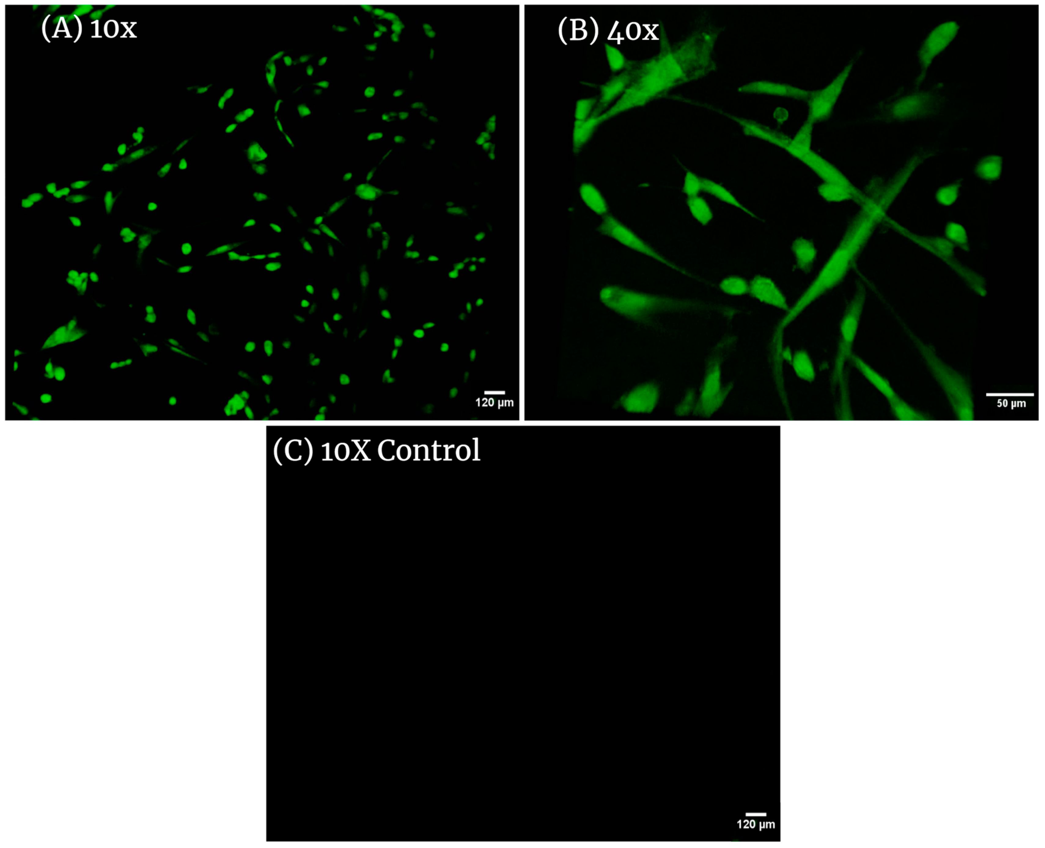 Bioengineering 11 00953 g005