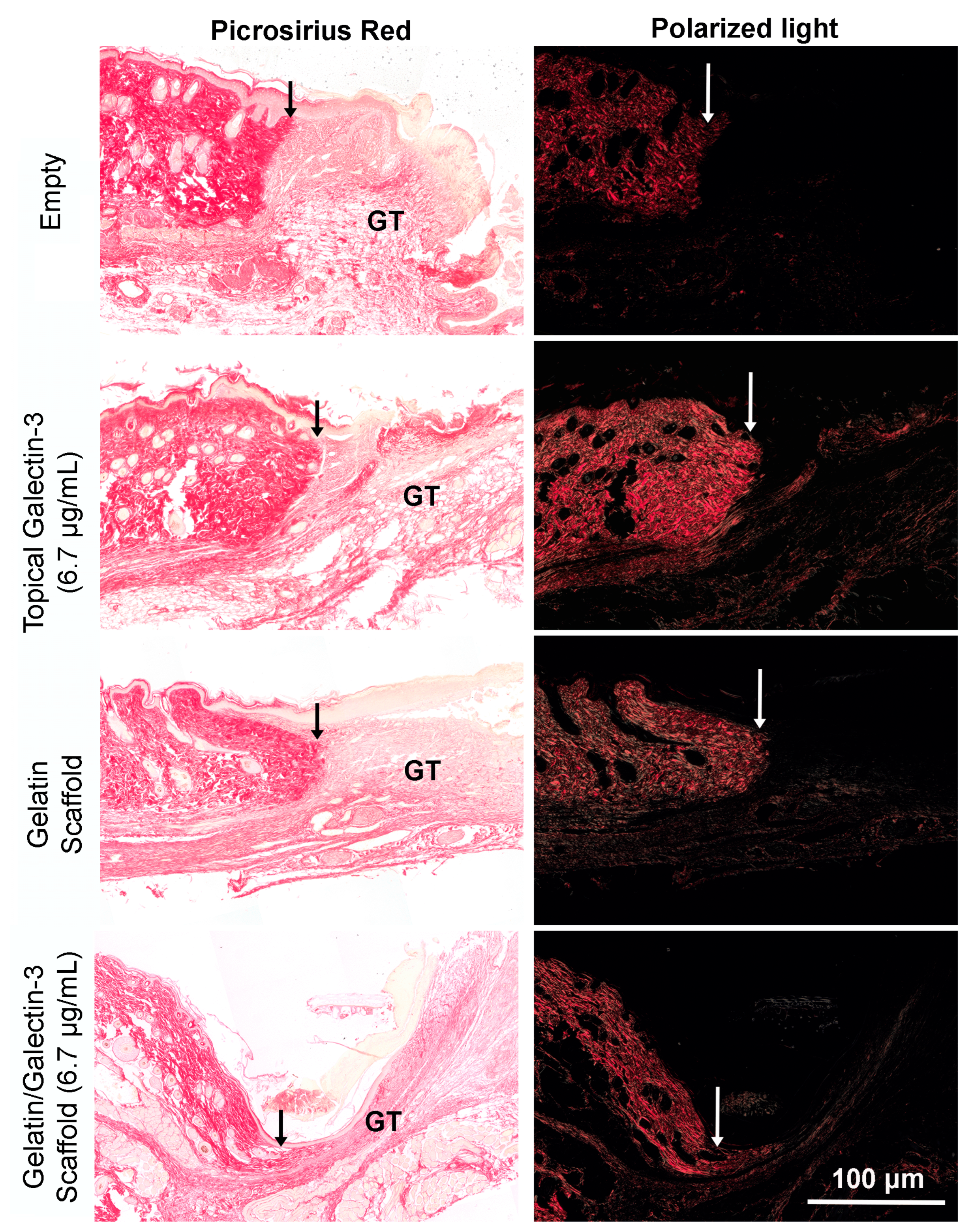 Bioengineering 11 00960 g008