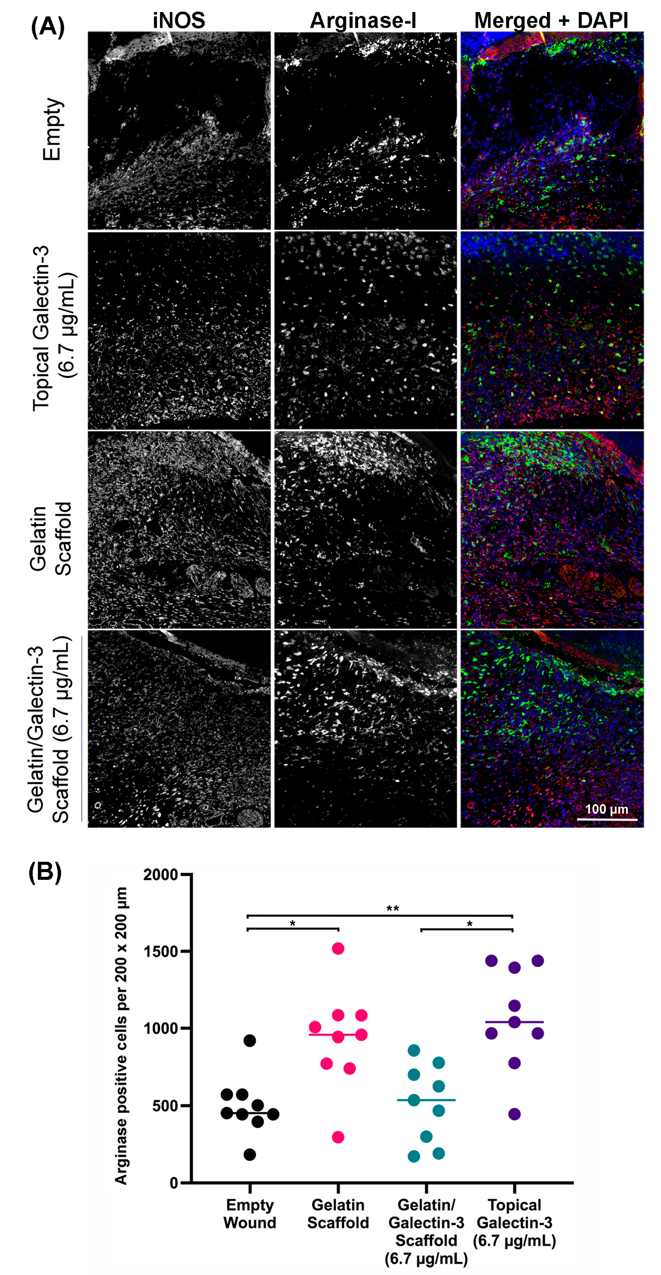 Bioengineering 11 00960 g009