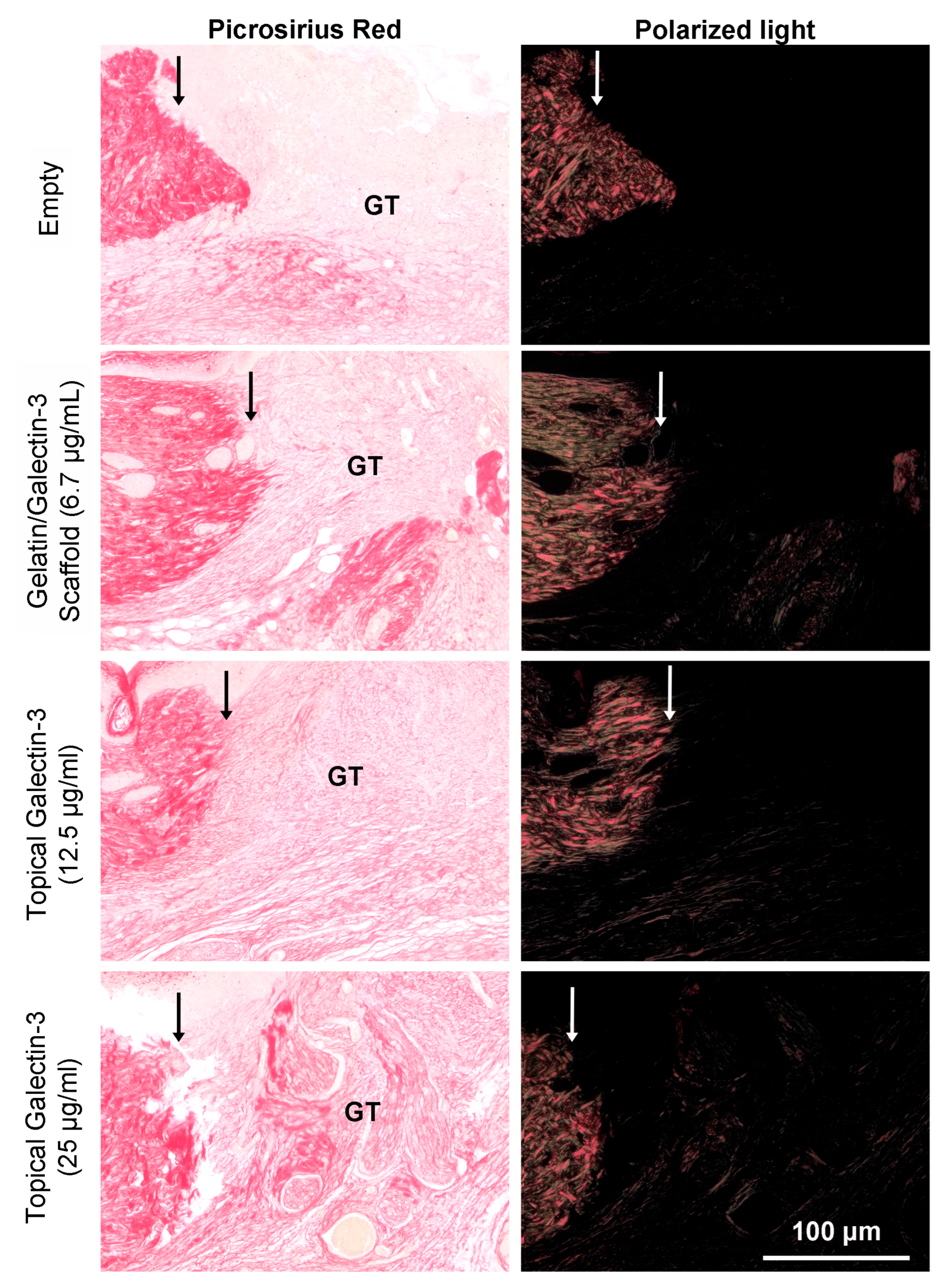 Bioengineering 11 00960 g012