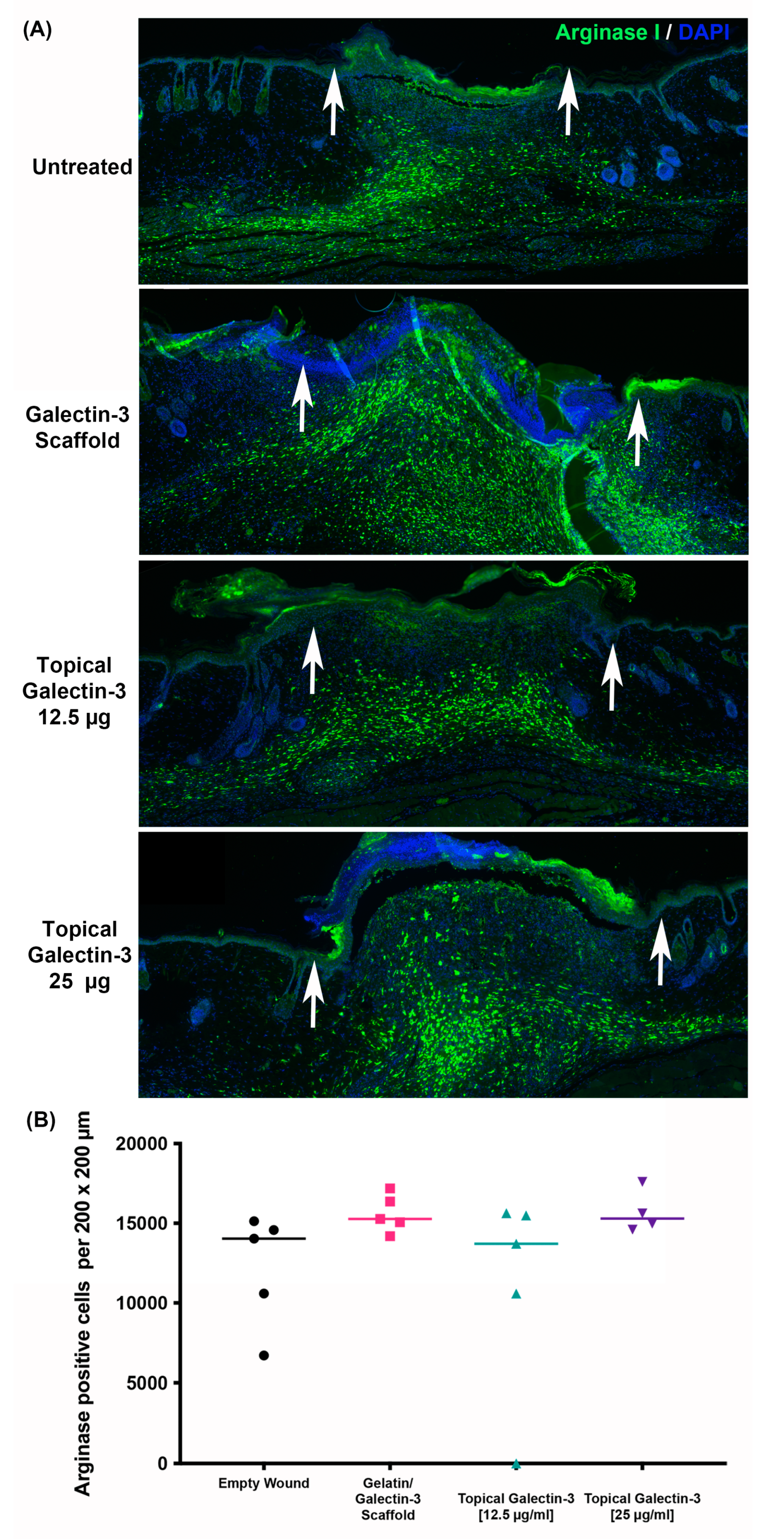 Bioengineering 11 00960 g013