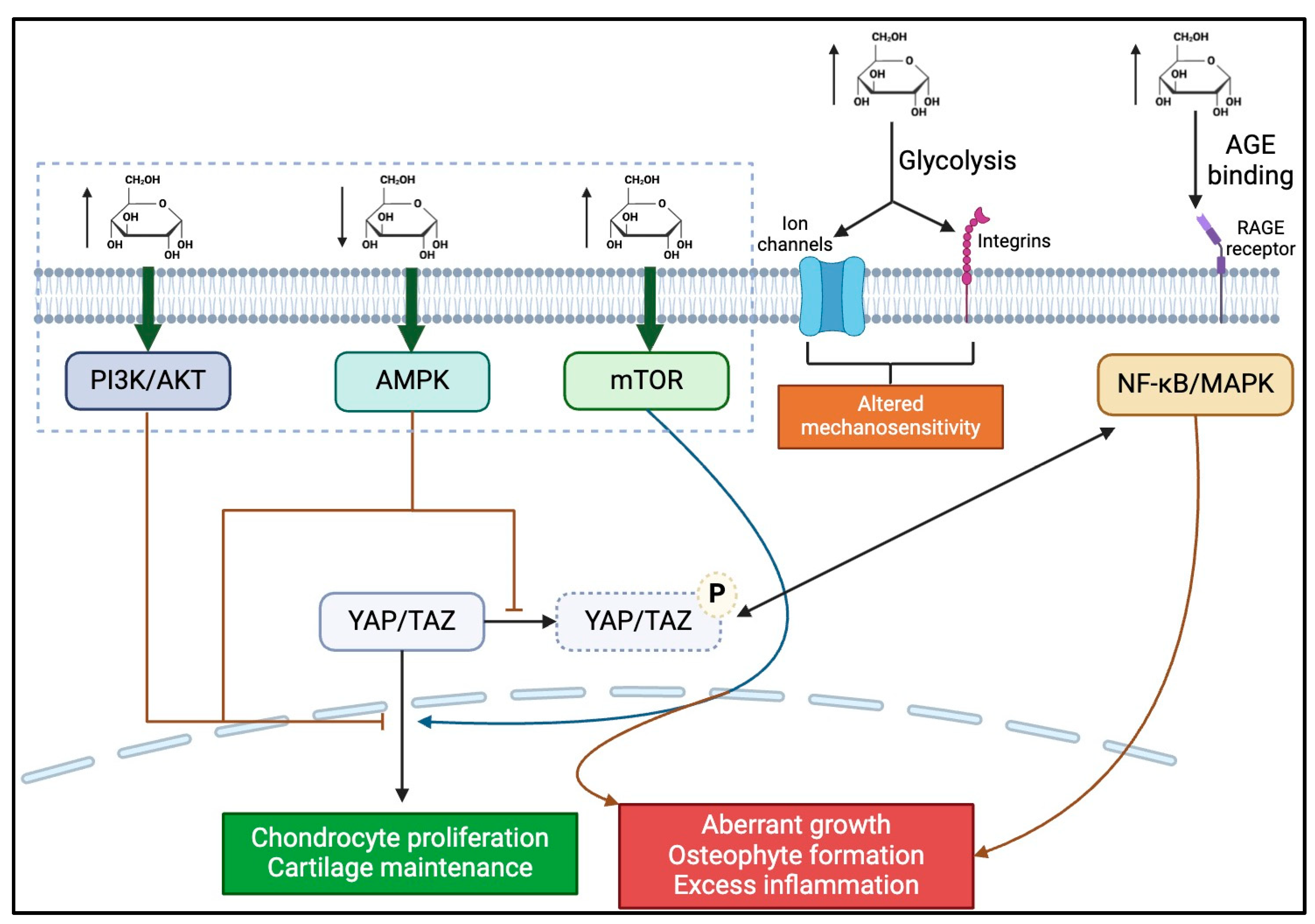 Bioengineering 11 00972 g003 Bioengineering 11 00972 g003