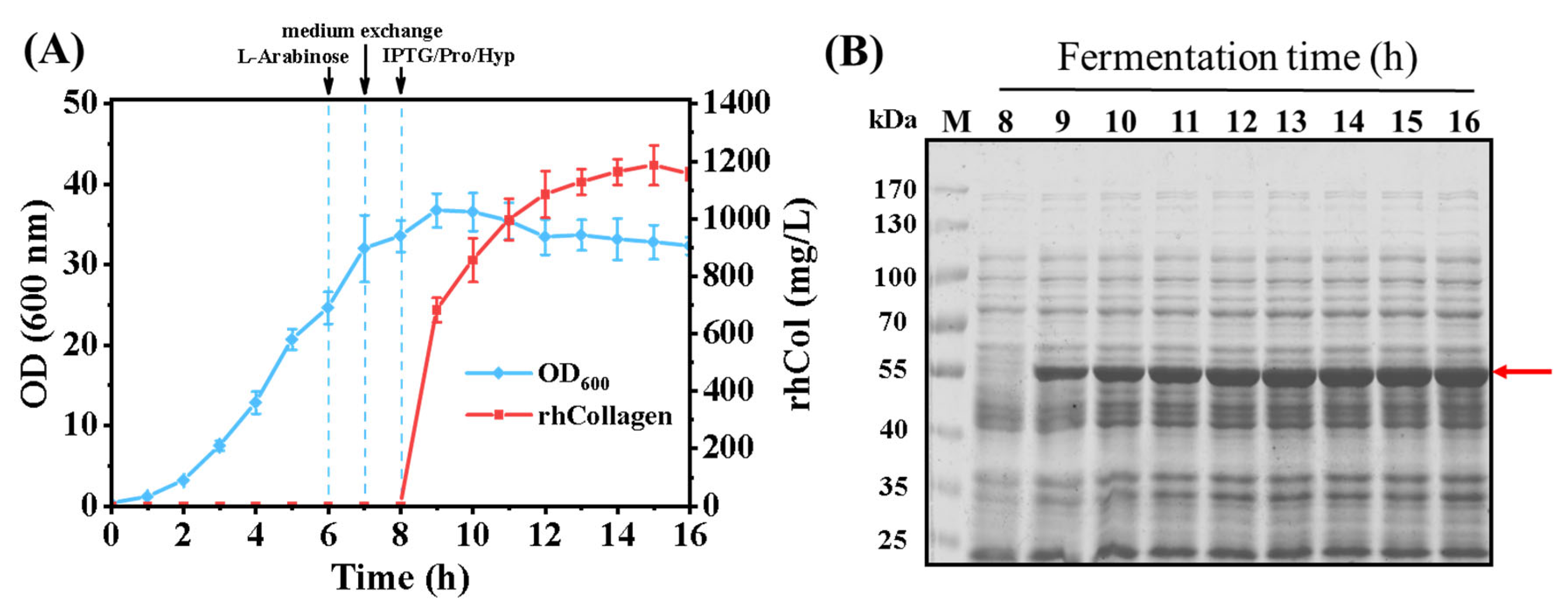 Bioengineering 11 00975 g006