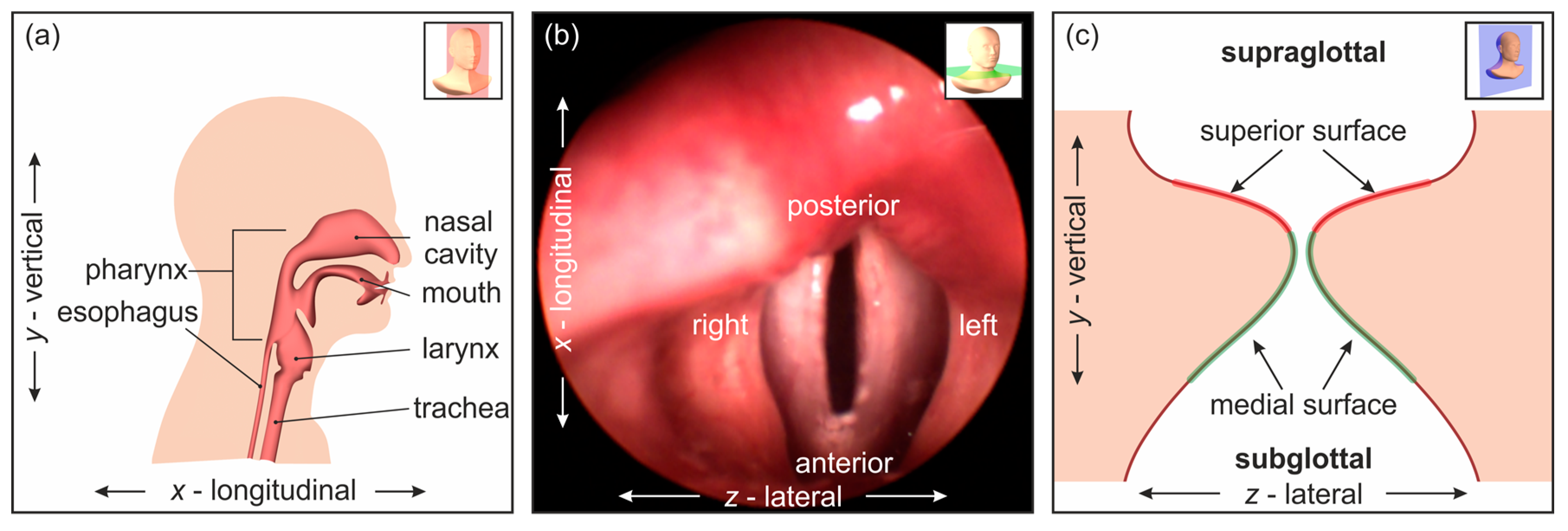 Bioengineering 11 00977 g001