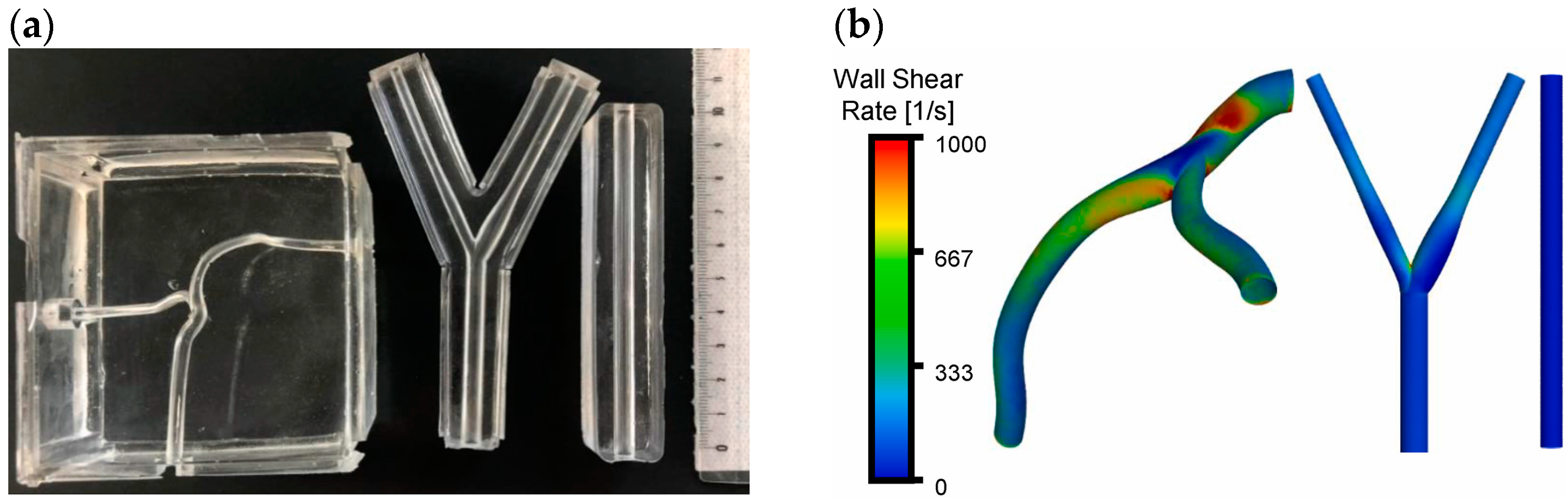 Bioengineering 11 00983 g019