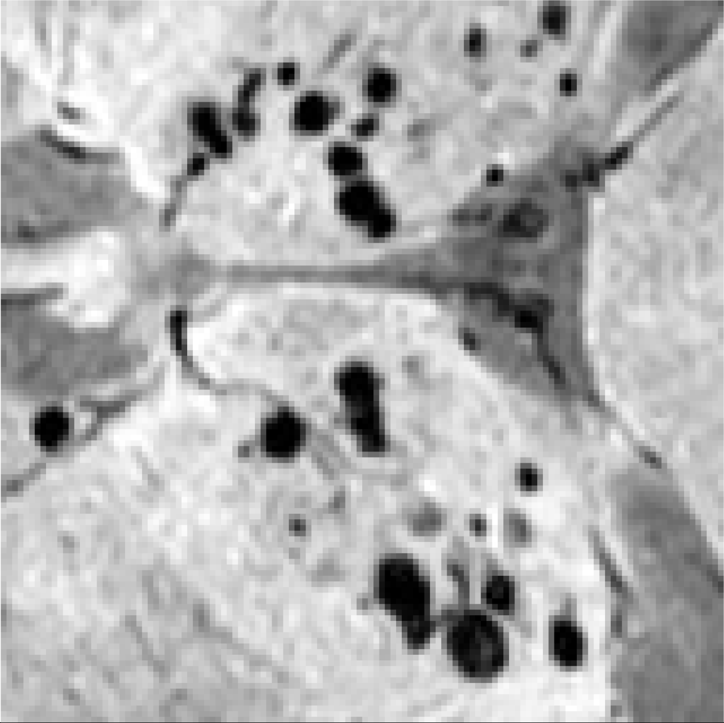 Bioengineering 11 00993 i005