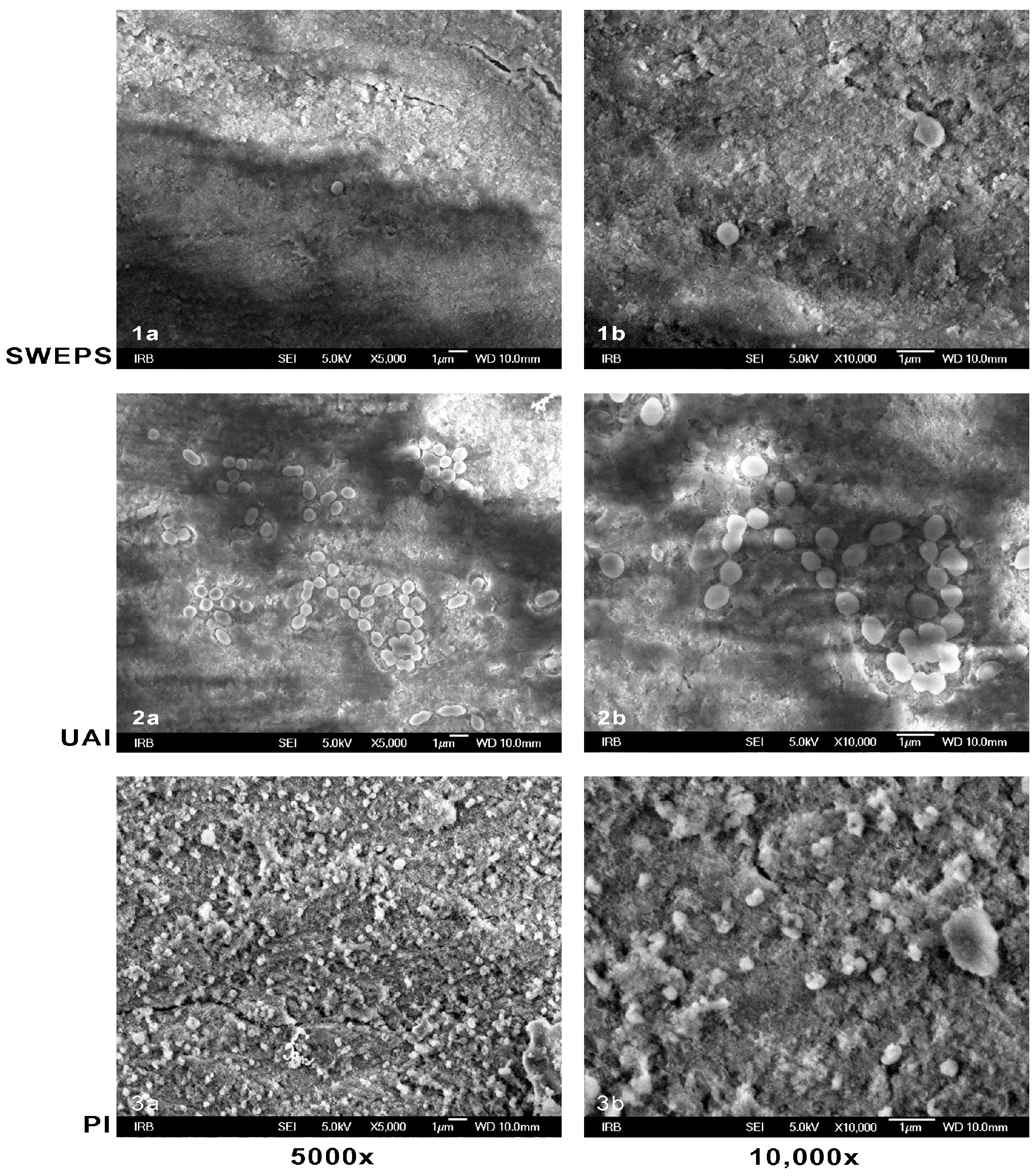 Bioengineering 11 00999 g003