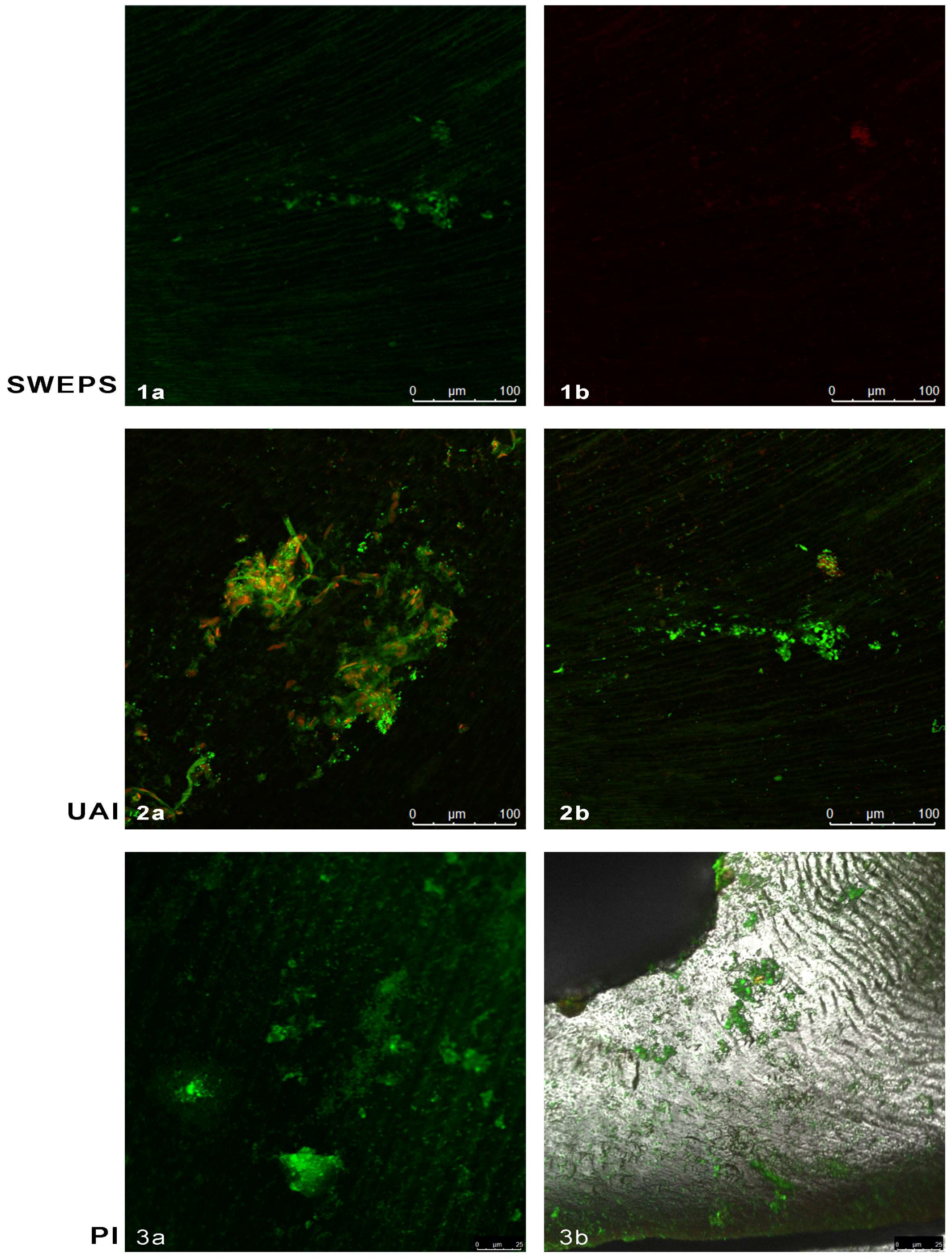 Bioengineering 11 00999 g004