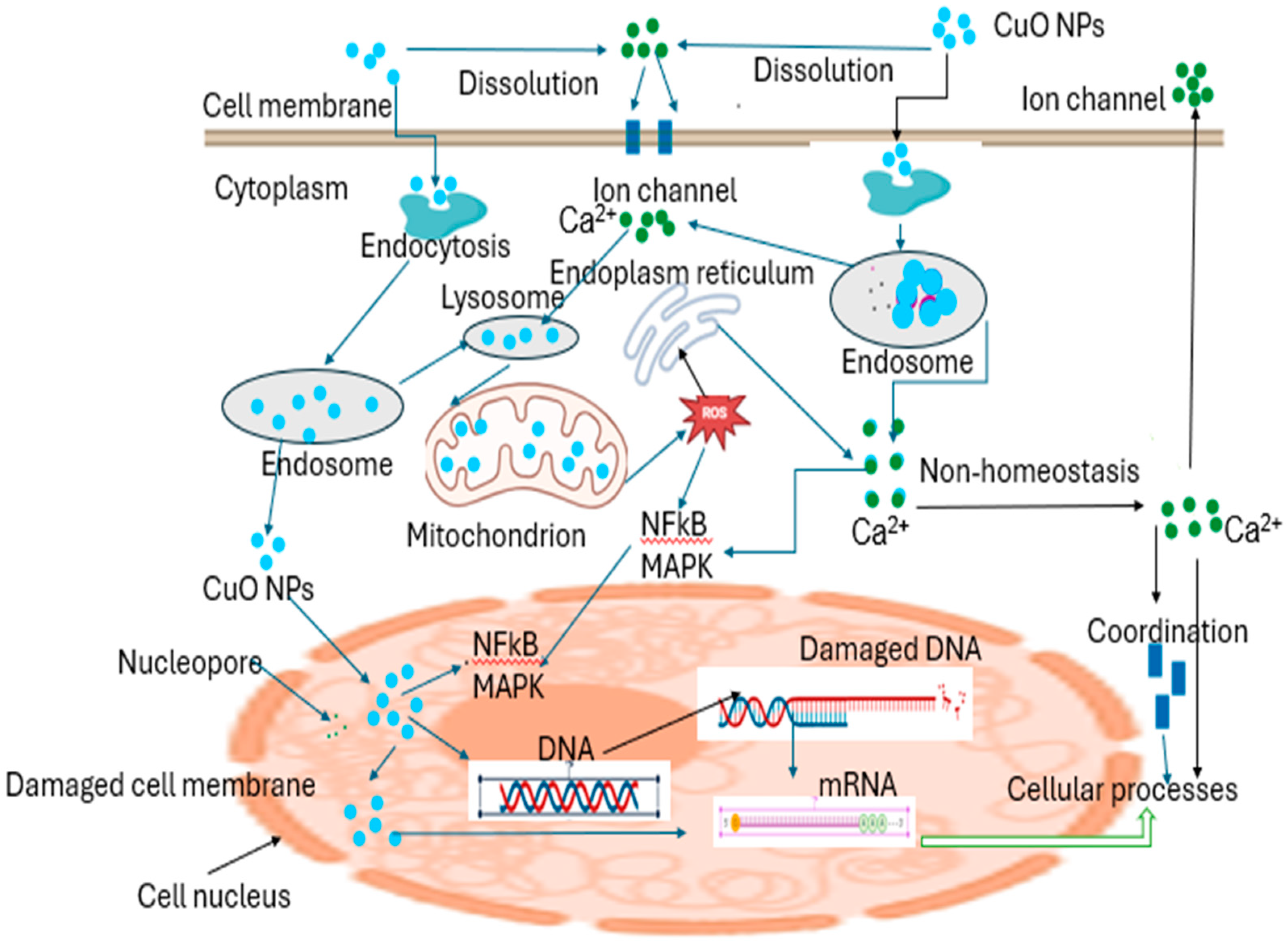 Bioengineering 11 01007 g006