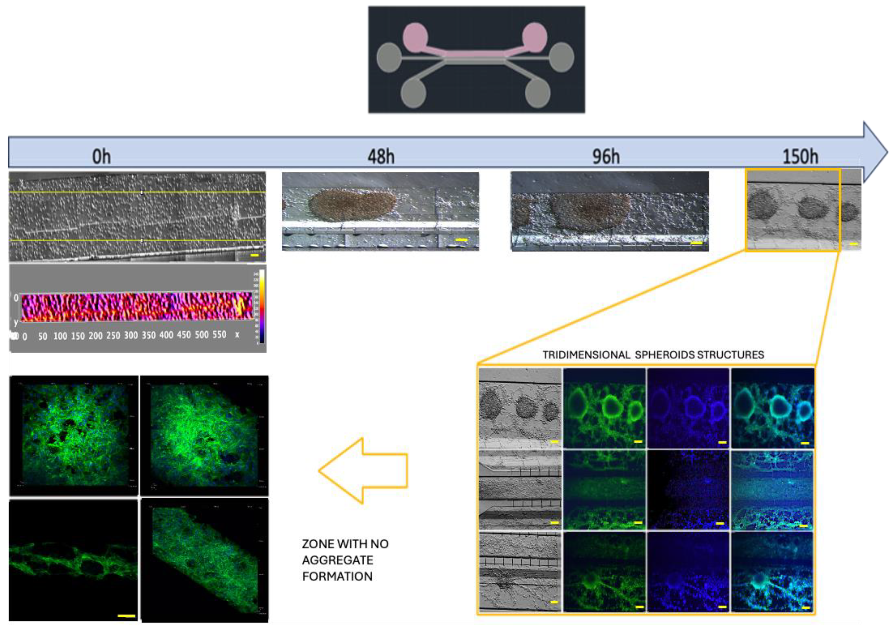 Bioengineering 11 01008 g006