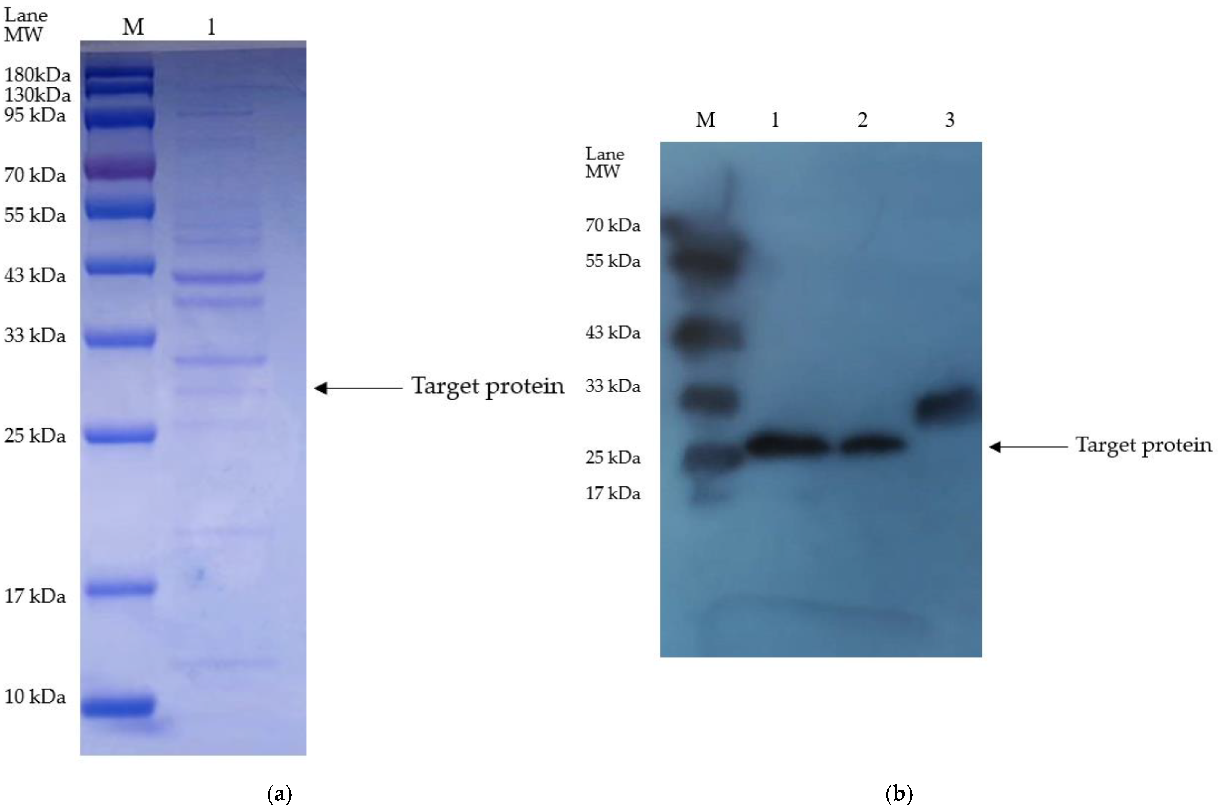 Bioengineering 11 01030 g003