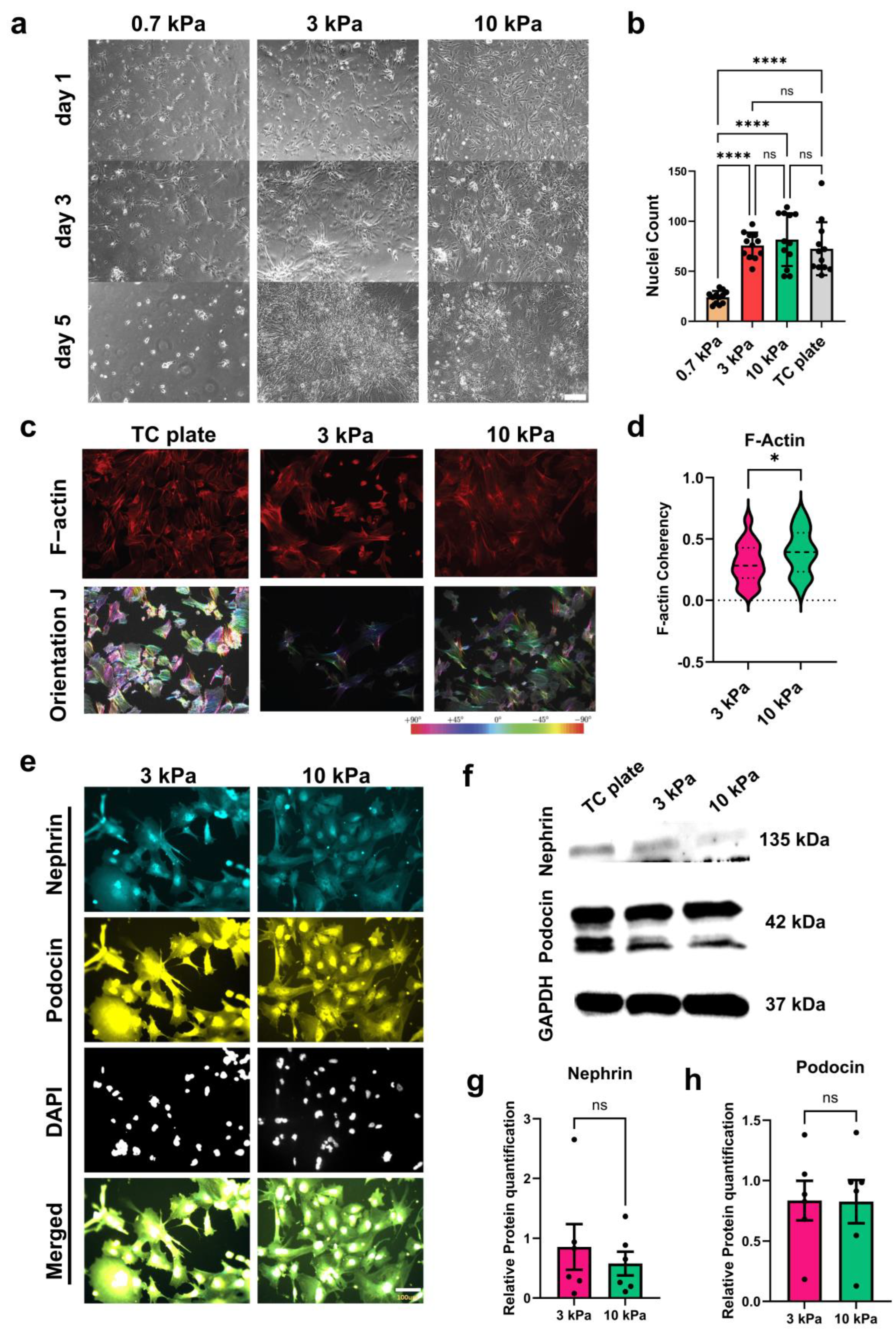 Bioengineering 11 01038 g002