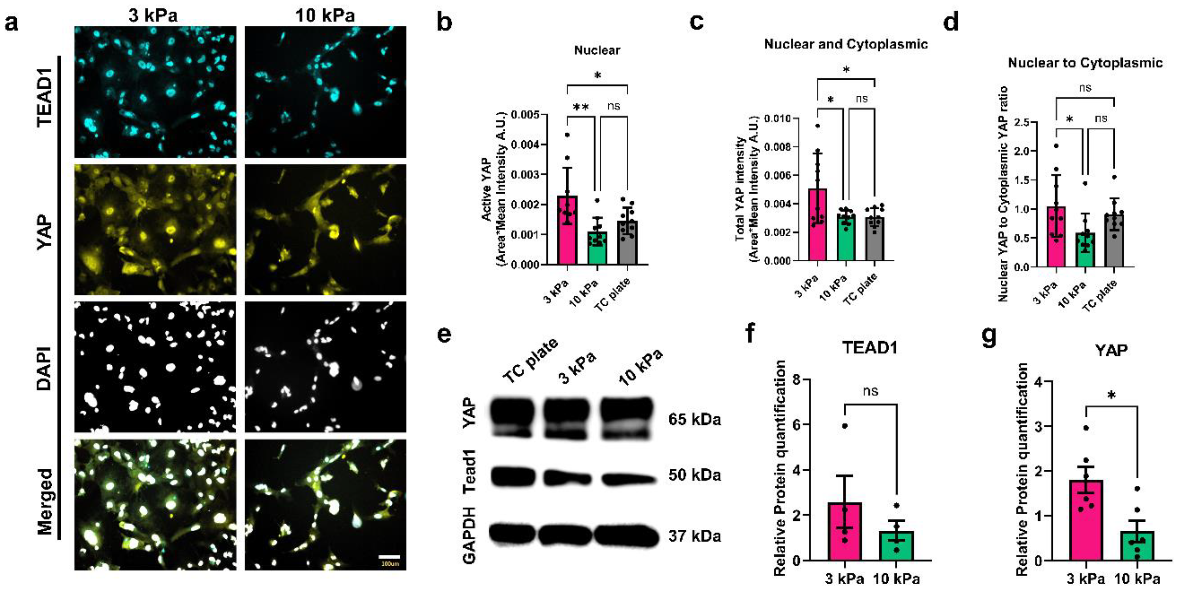 Bioengineering 11 01038 g003