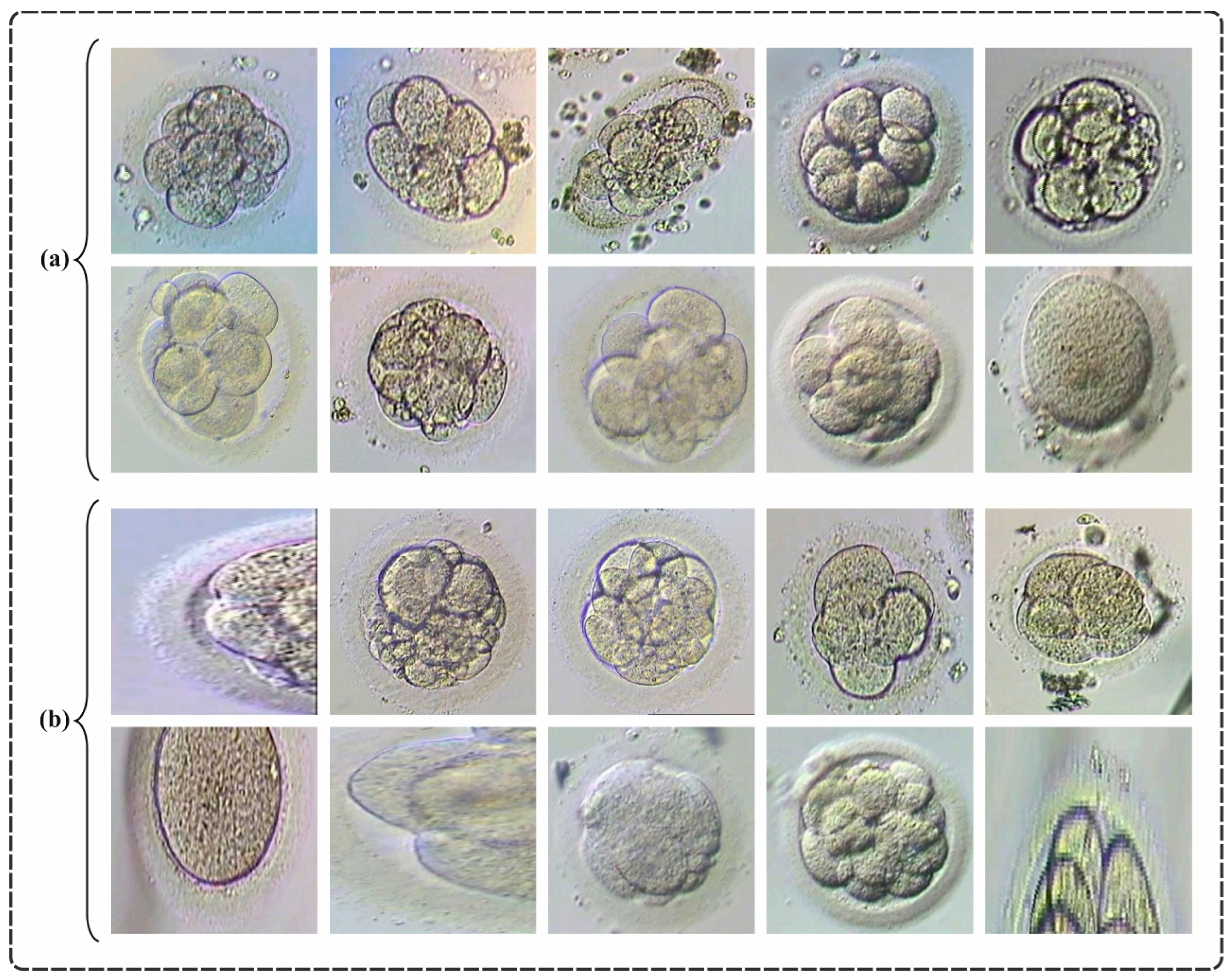 Bioengineering 11 01044 g006