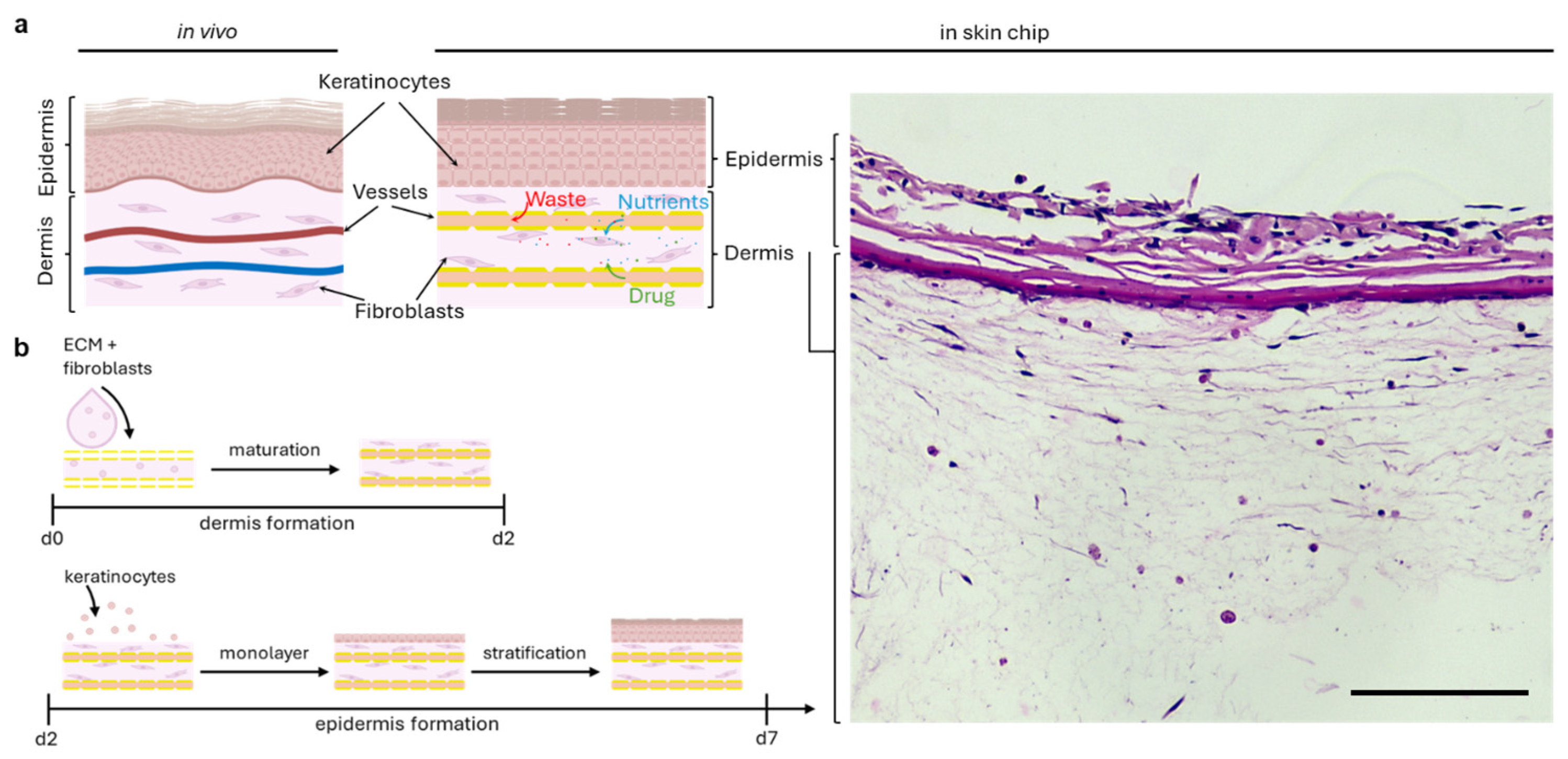Bioengineering 11 01055 g004