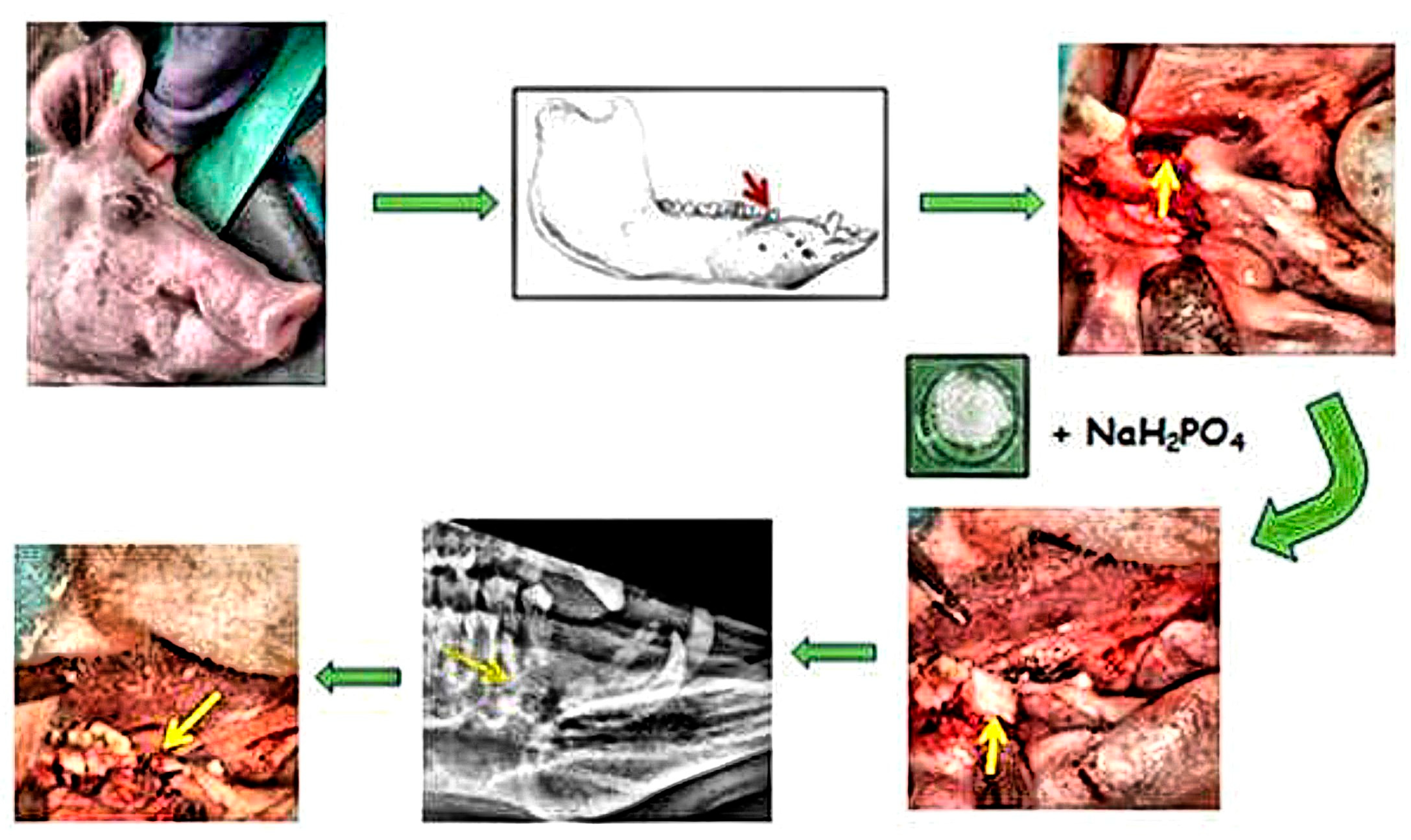 Bioengineering 11 01057 g001