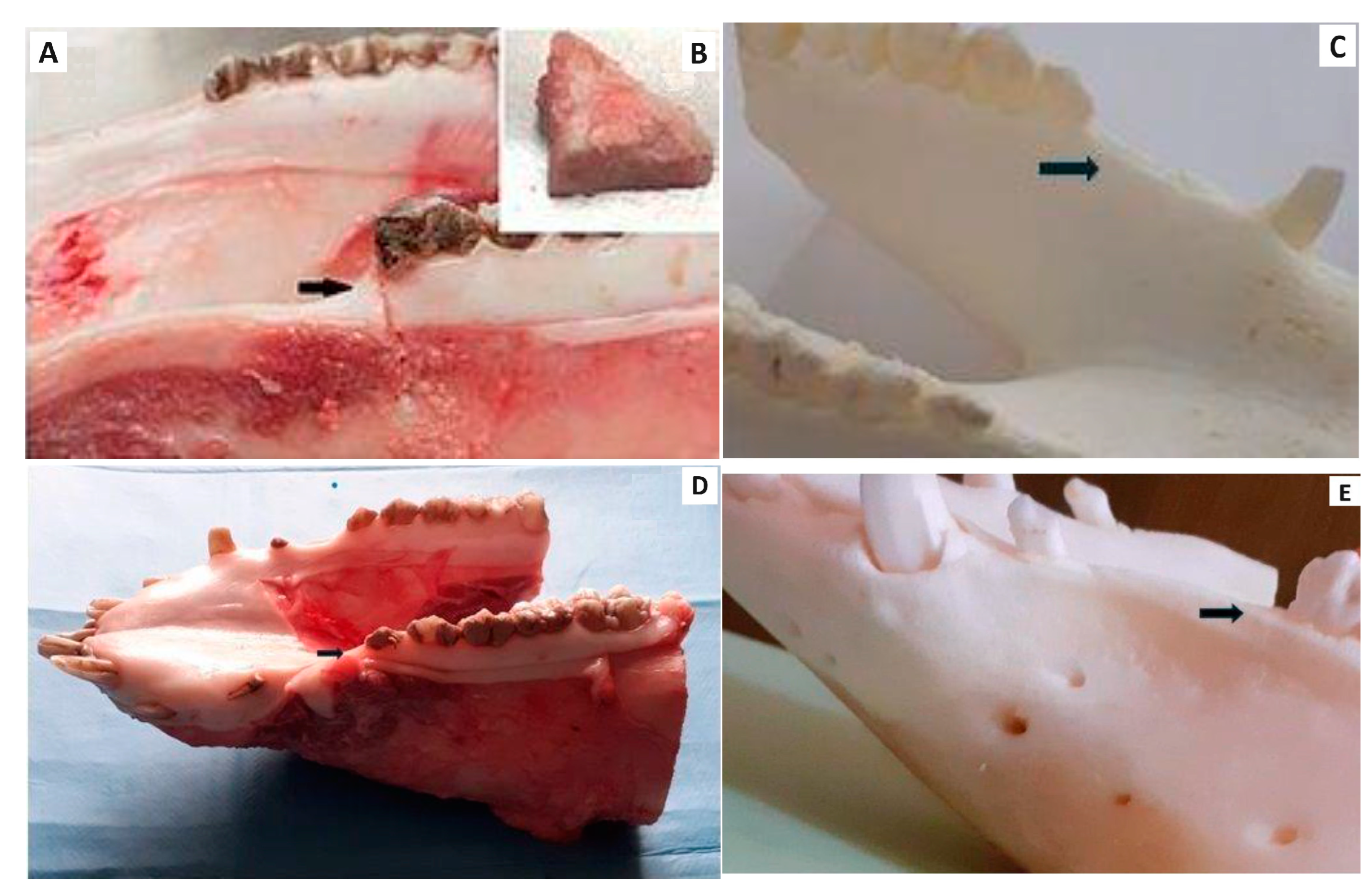 Bioengineering 11 01057 g003