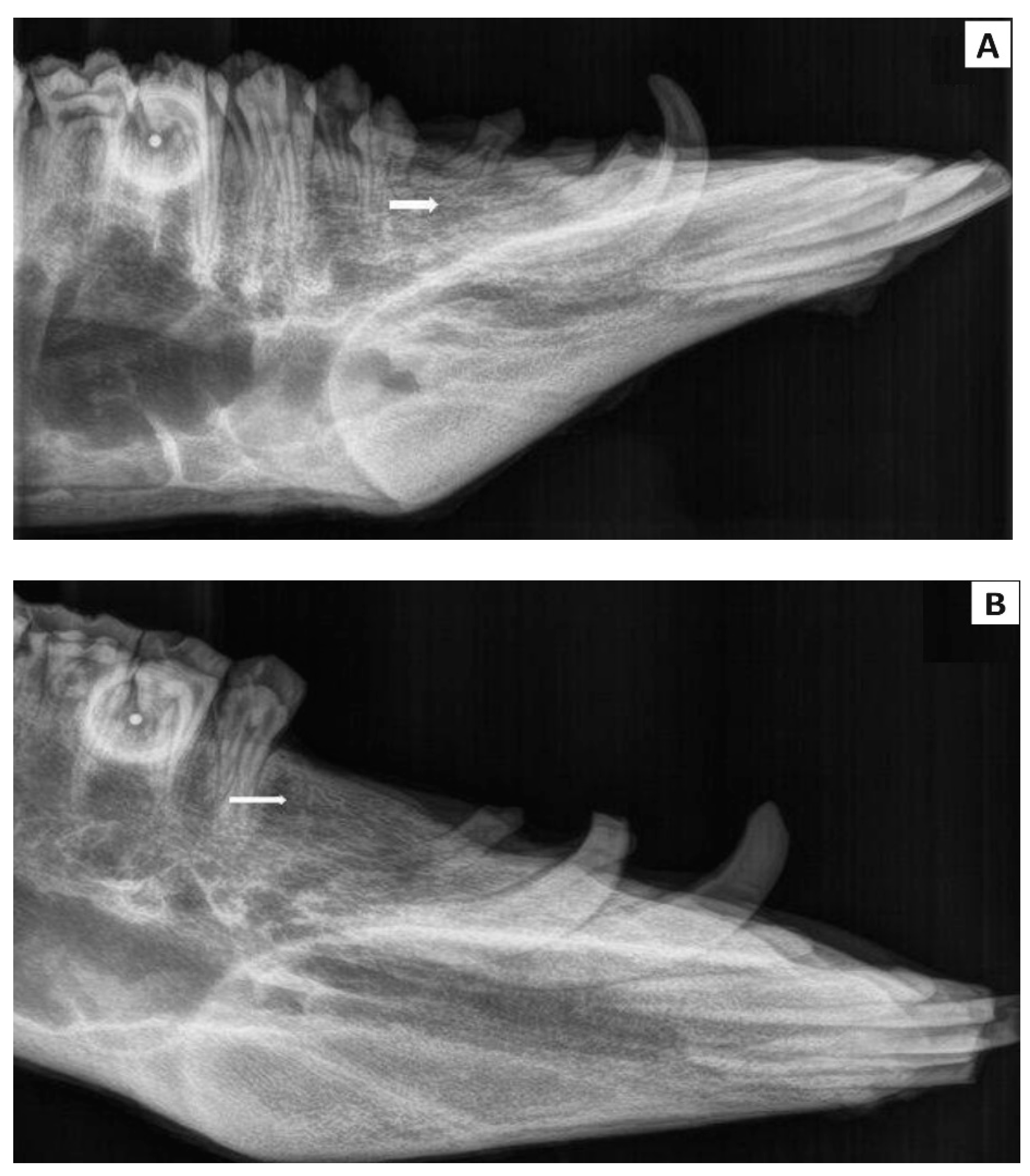 Bioengineering 11 01057 g005
