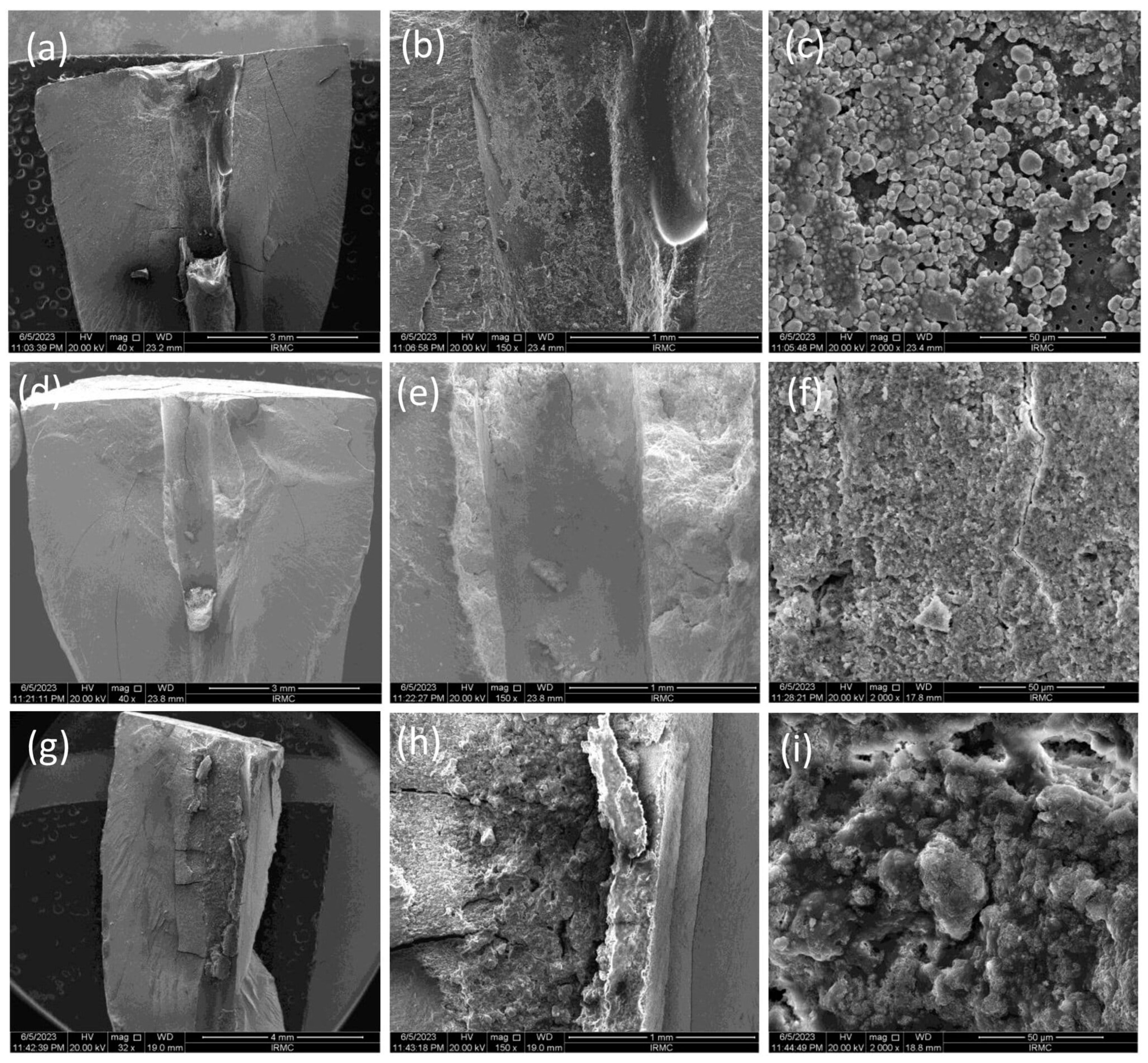 Bioengineering 11 01079 g001