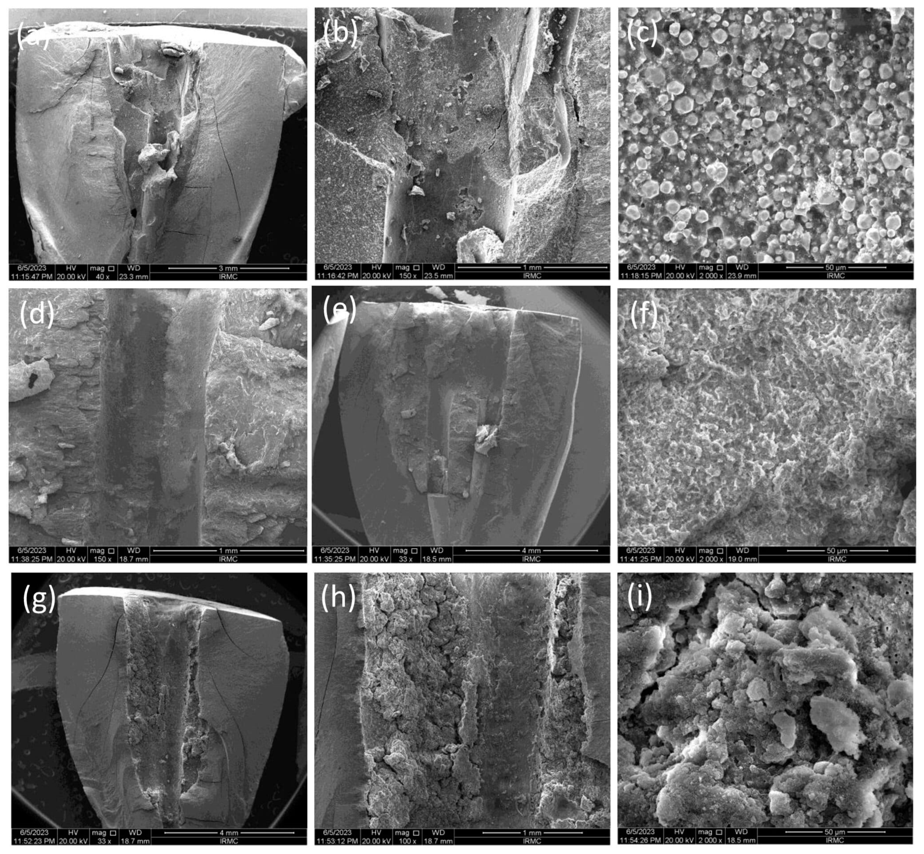 Bioengineering 11 01079 g003