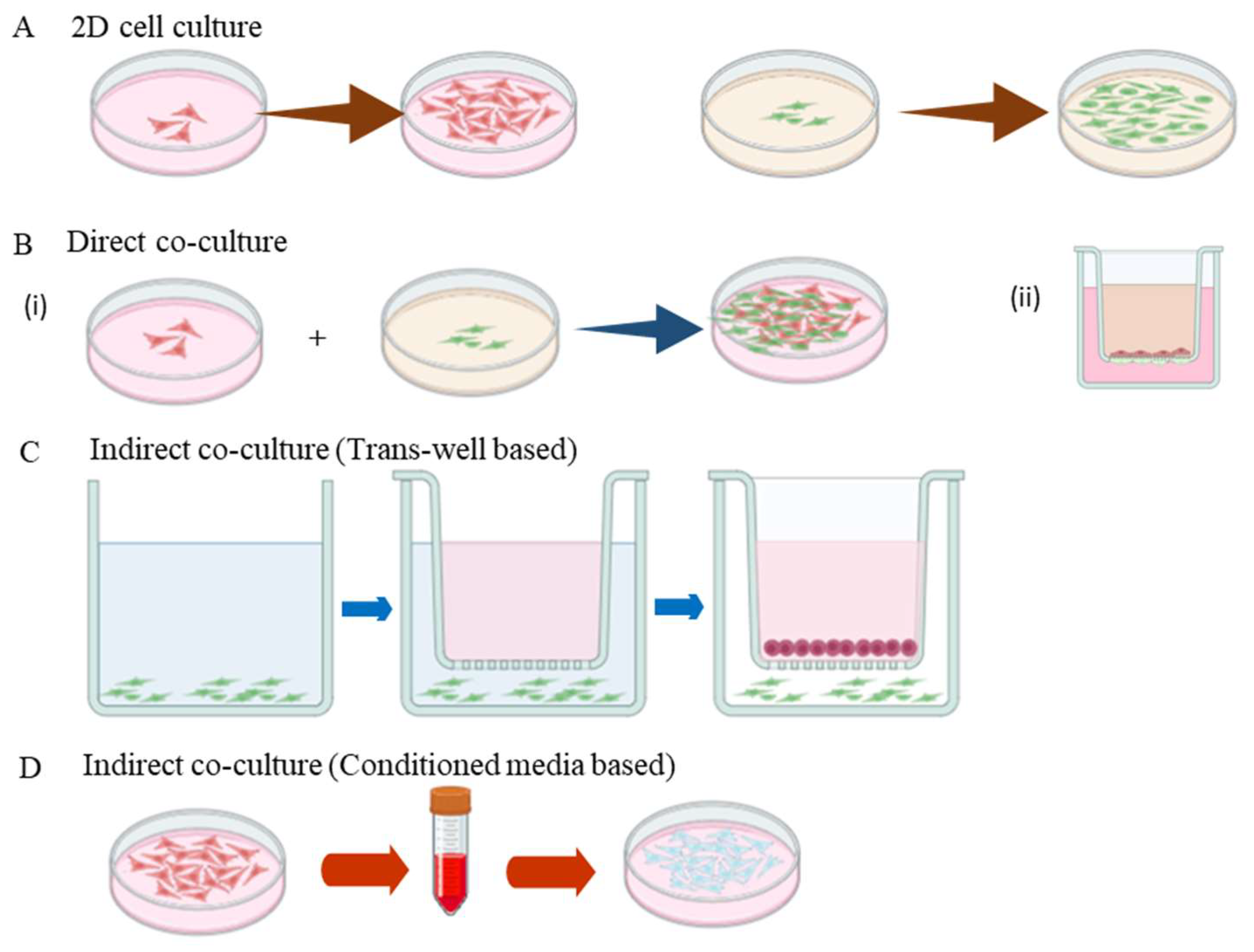 Culture System for Studying Cellular Interactions in Vascular Disease Biology Diagrams