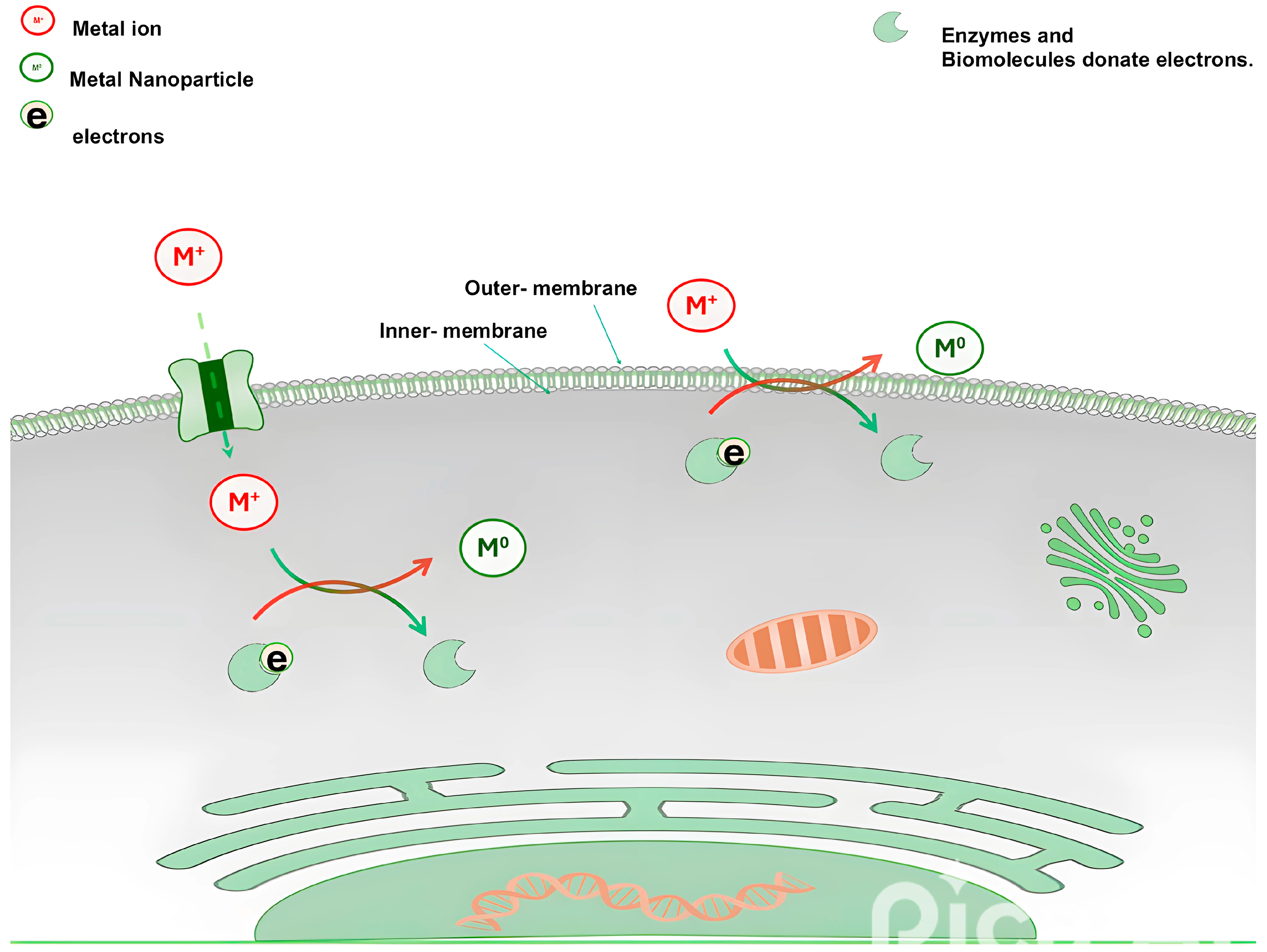 Bioengineering 11 01095 g002