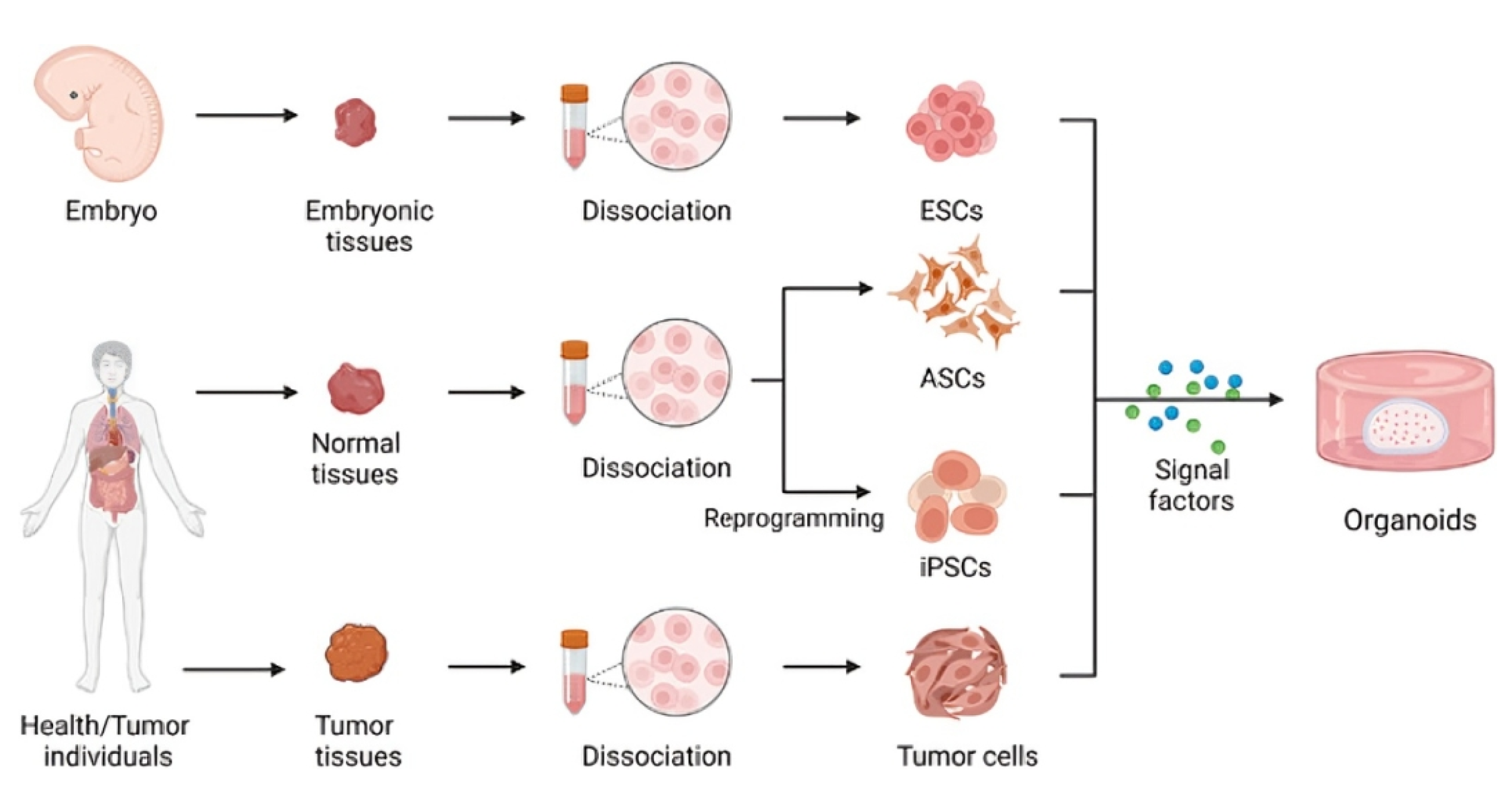 Bioengineering 11 01096 g004