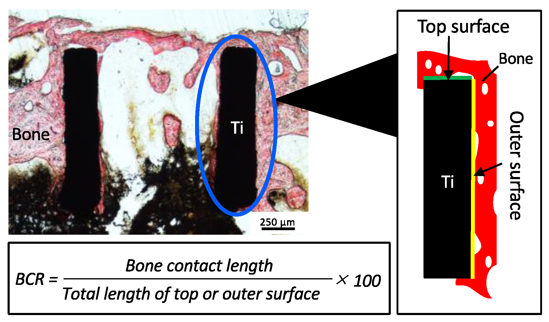 Bioengineering 11 01122 g004