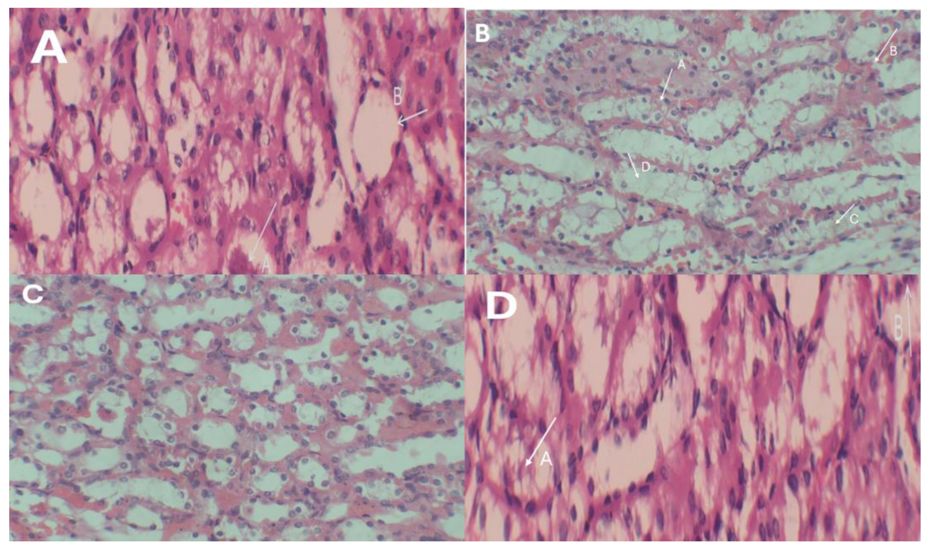 Bioengineering 11 01141 g013