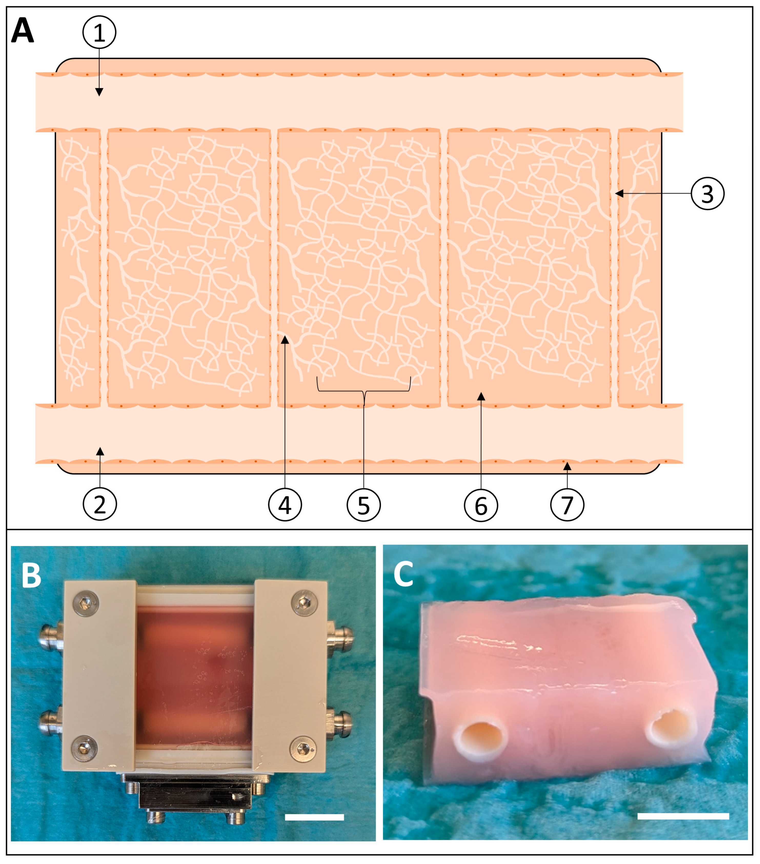 Bioengineering 11 01147 g001