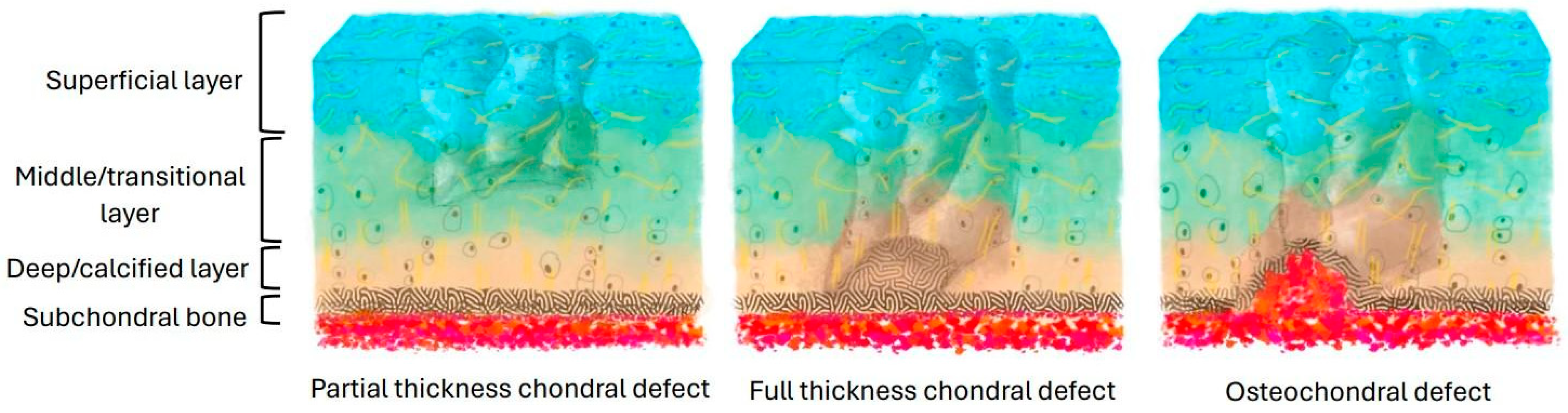 Bioengineering 11 01164 g001