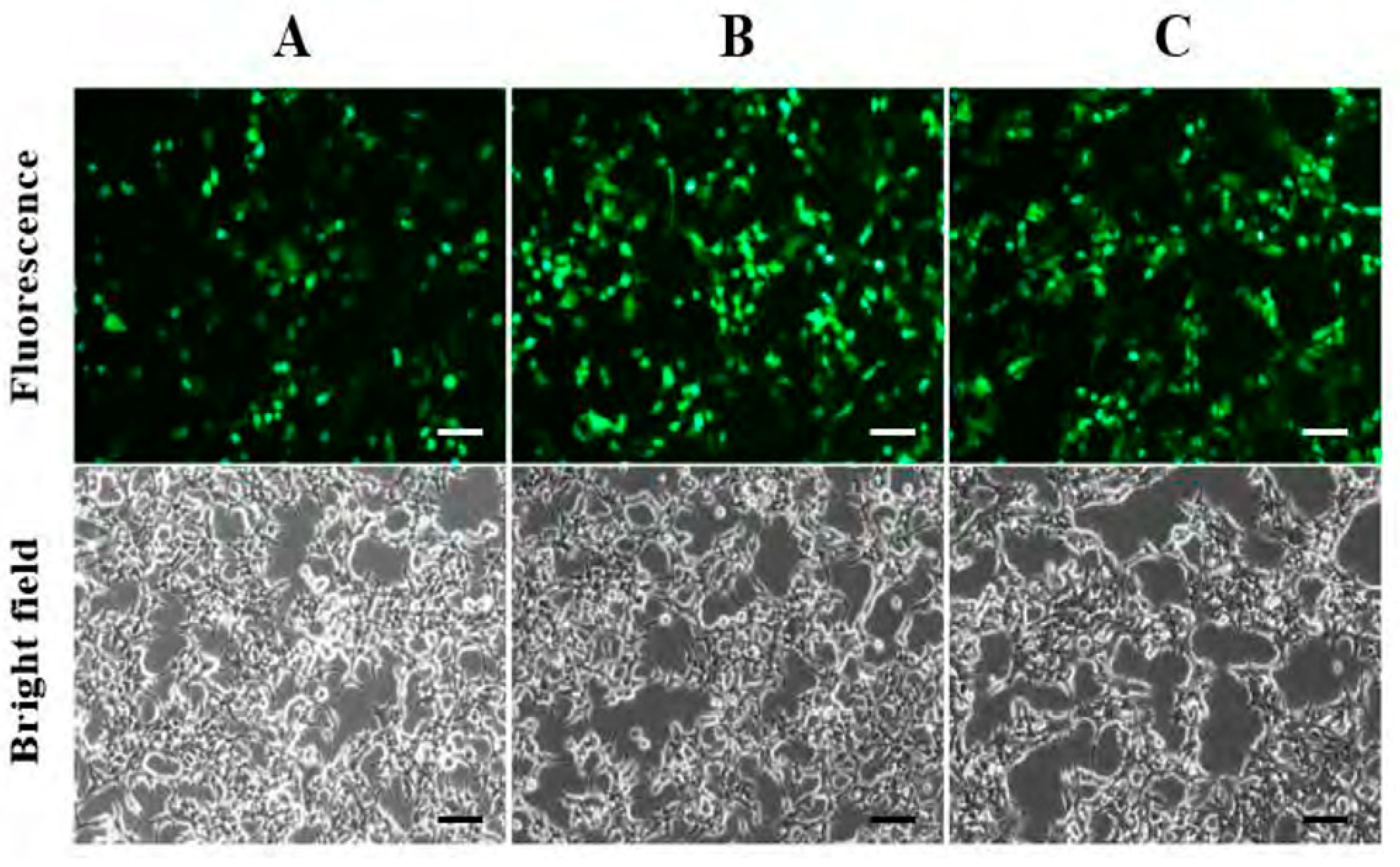 Bioengineering 11 01194 g002