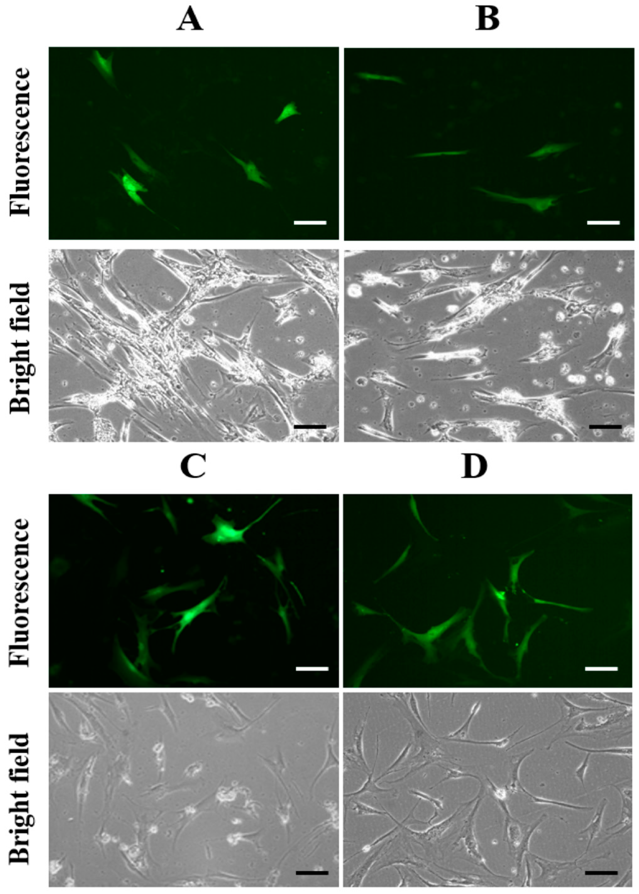 Bioengineering 11 01194 g003
