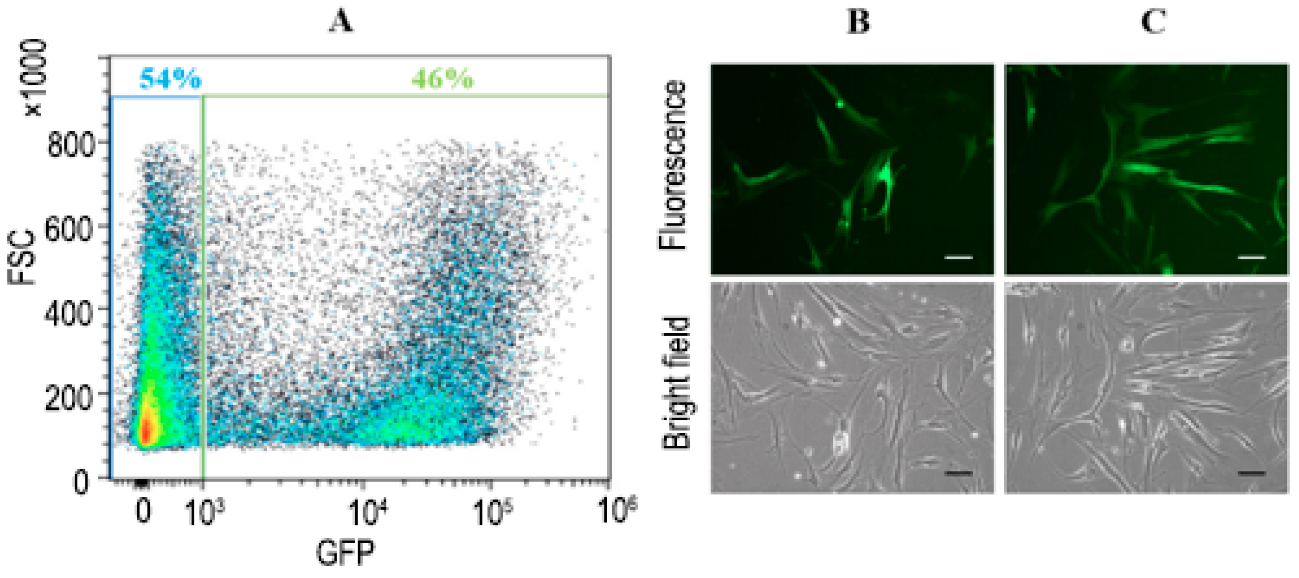 Bioengineering 11 01194 g004