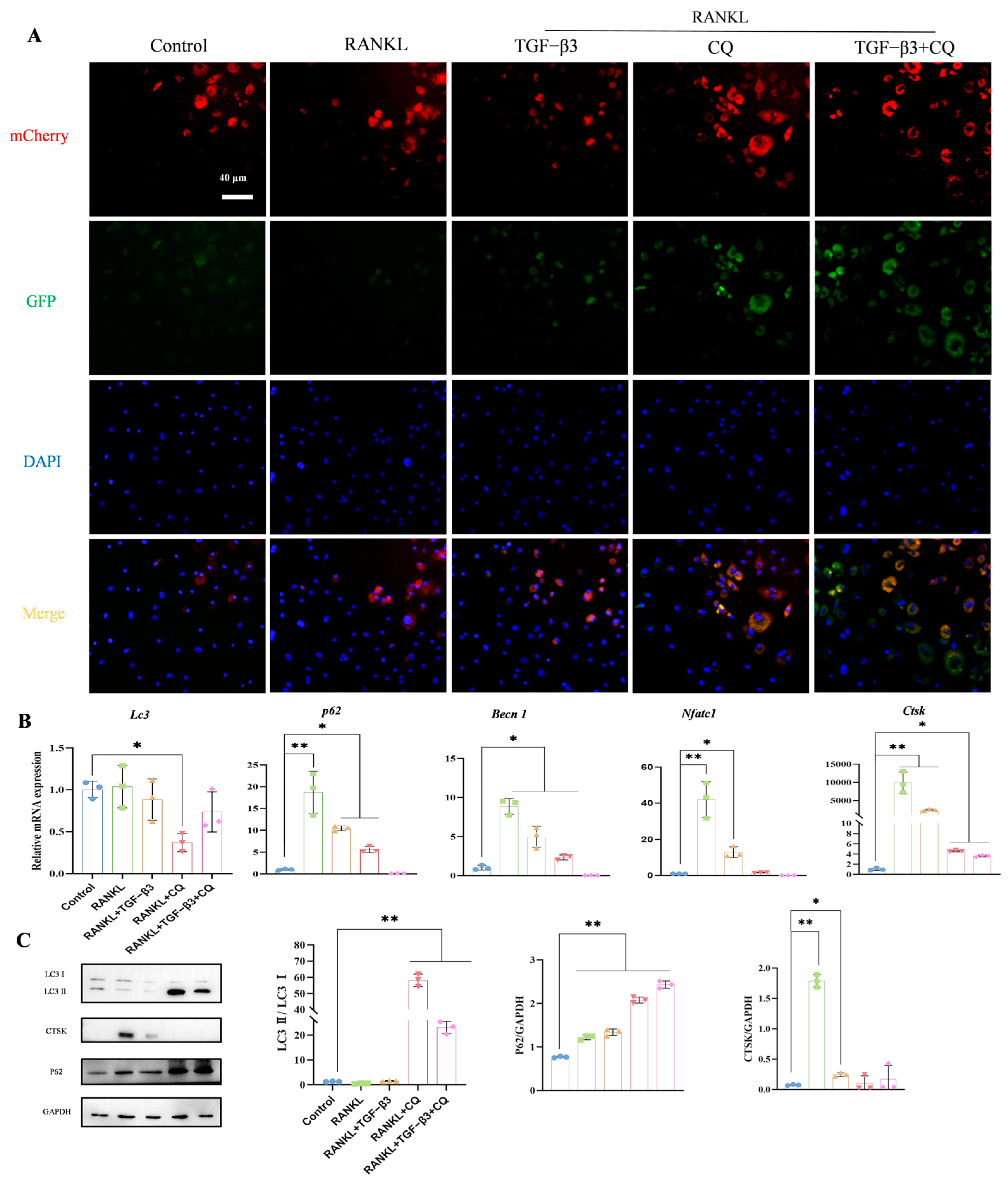 Bioengineering 11 01206 g004