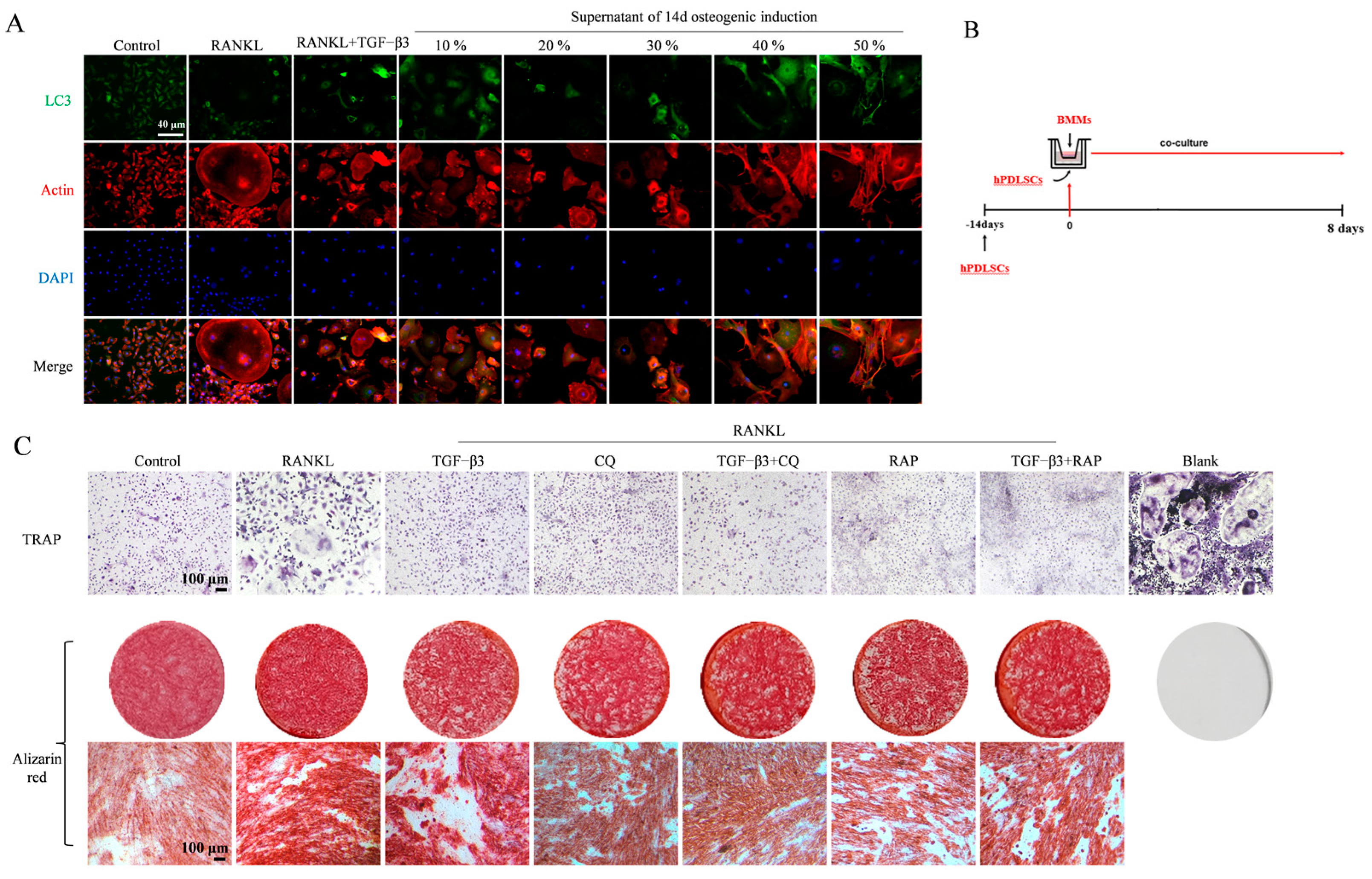 Bioengineering 11 01206 g005
