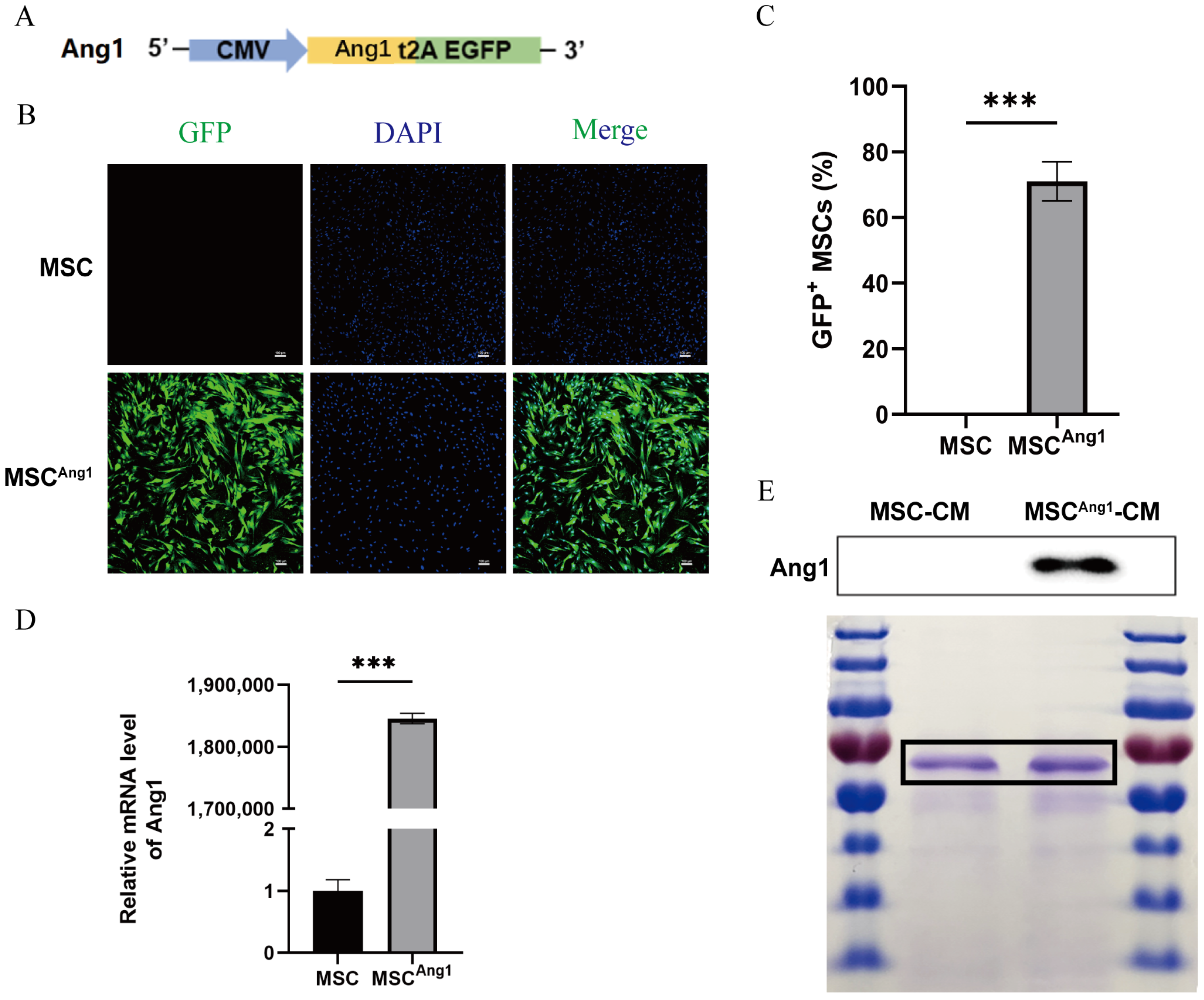 Bioengineering 11 01244 g001