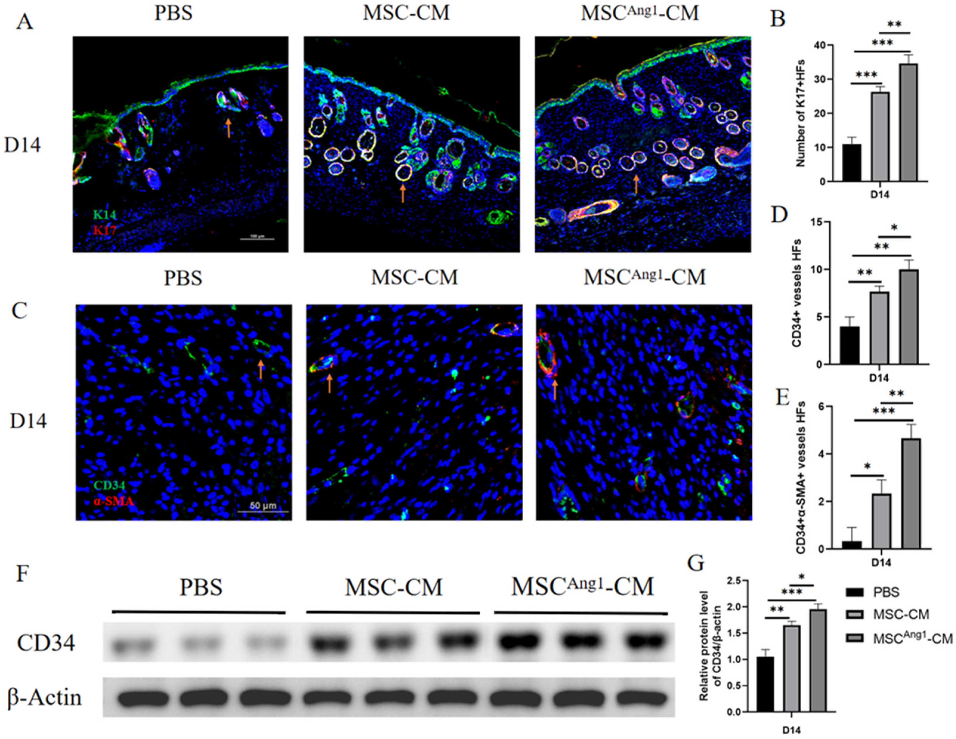Bioengineering 11 01244 g004