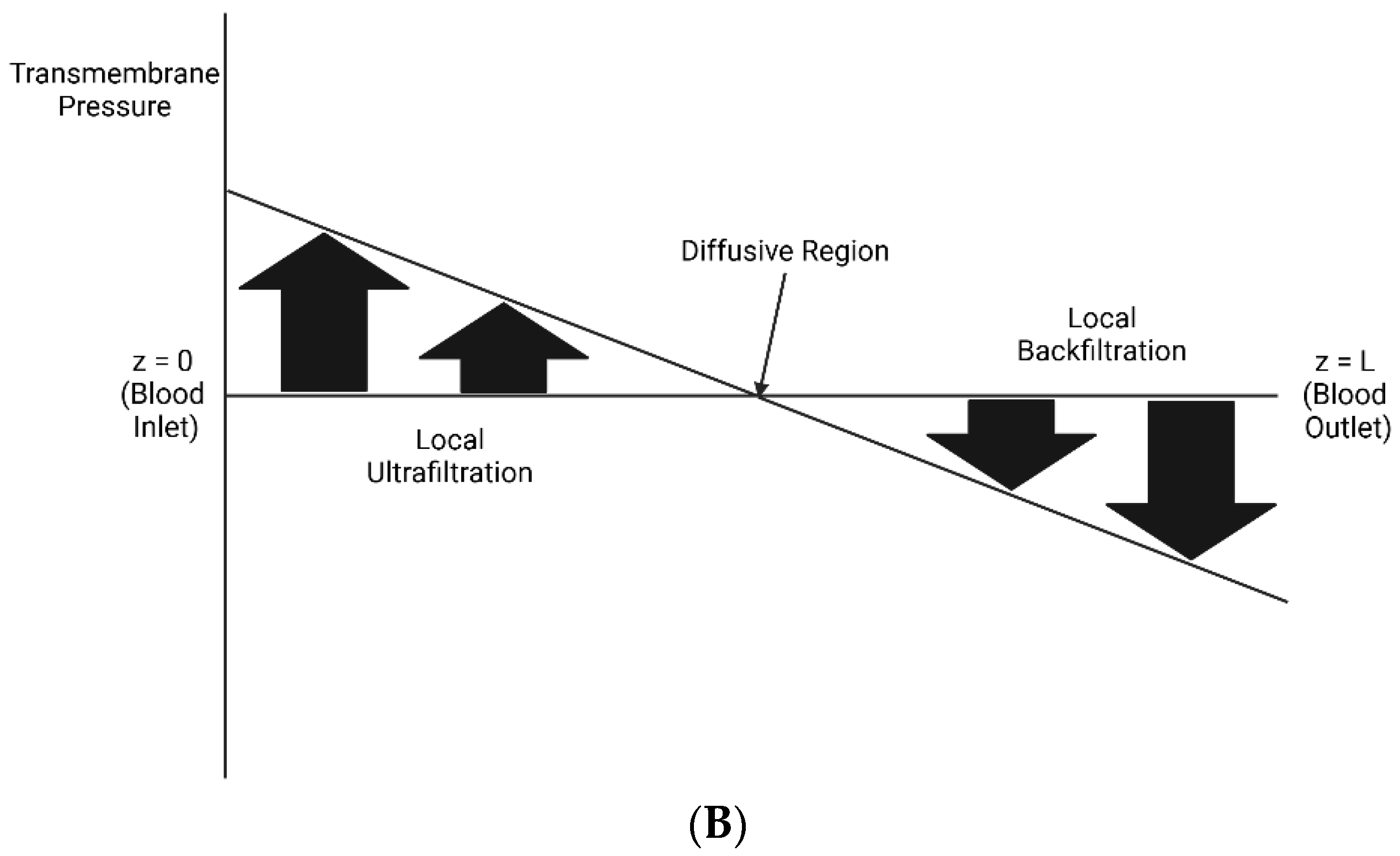 Bioengineering 11 01262 g001b