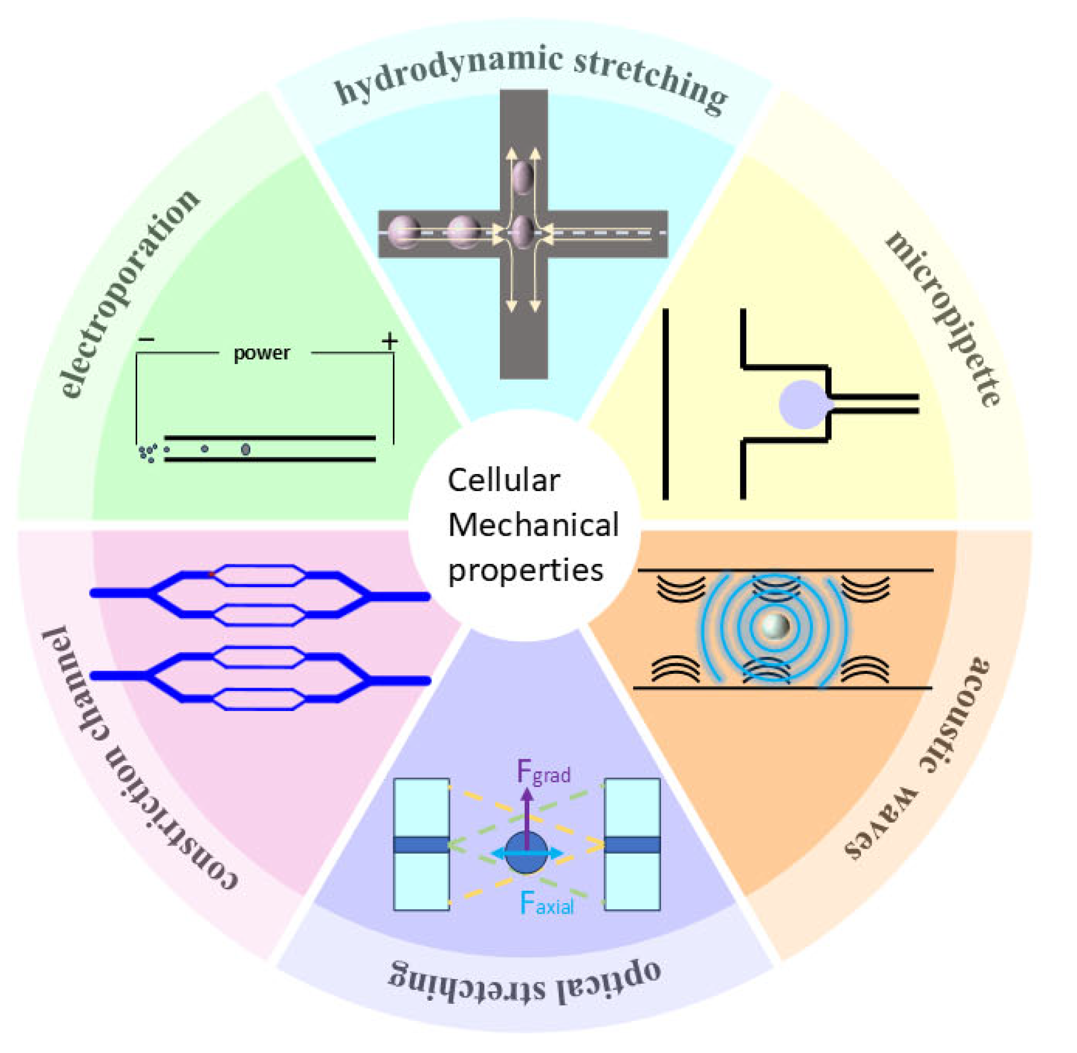 Bioengineering 11 01266 g001