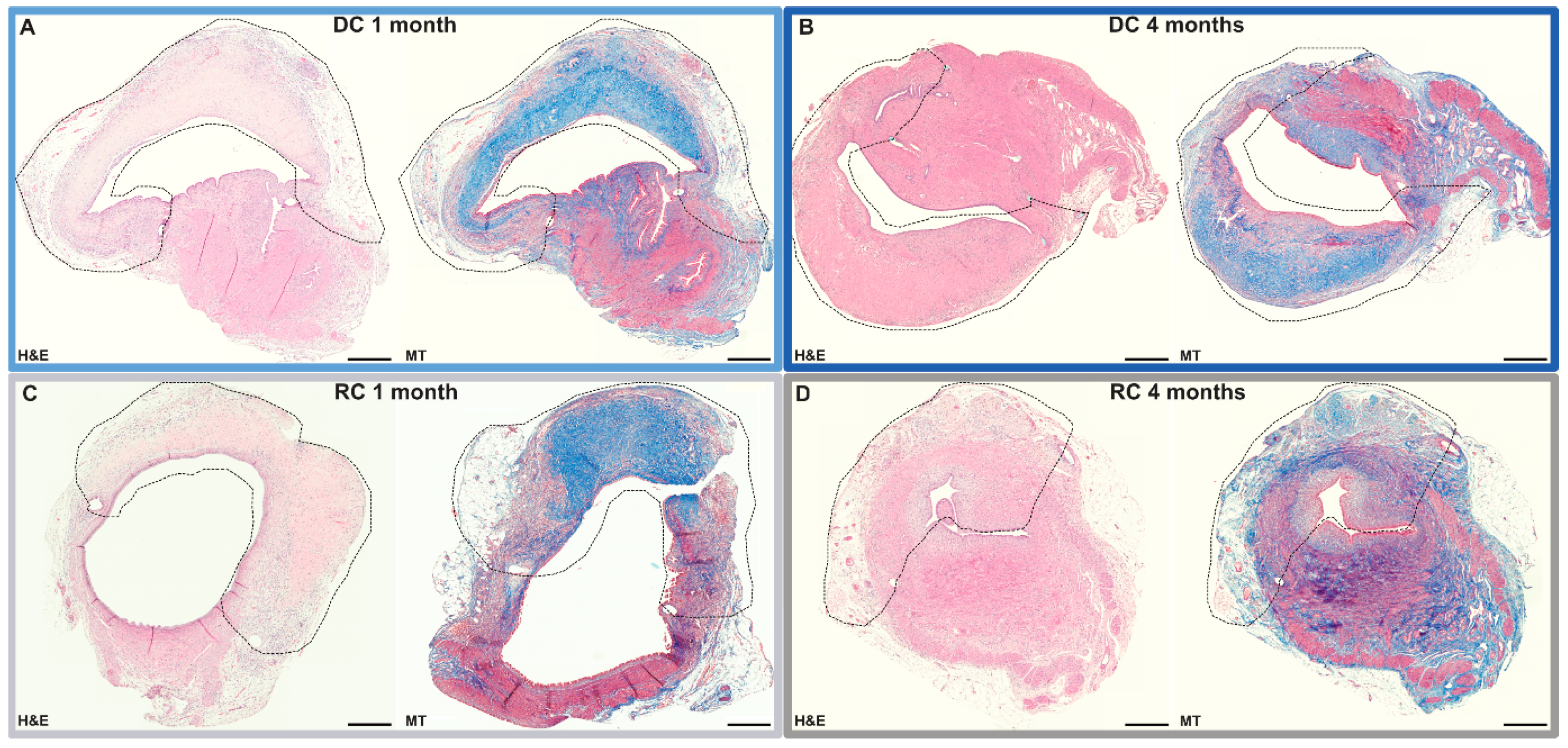 Bioengineering 11 01268 g004