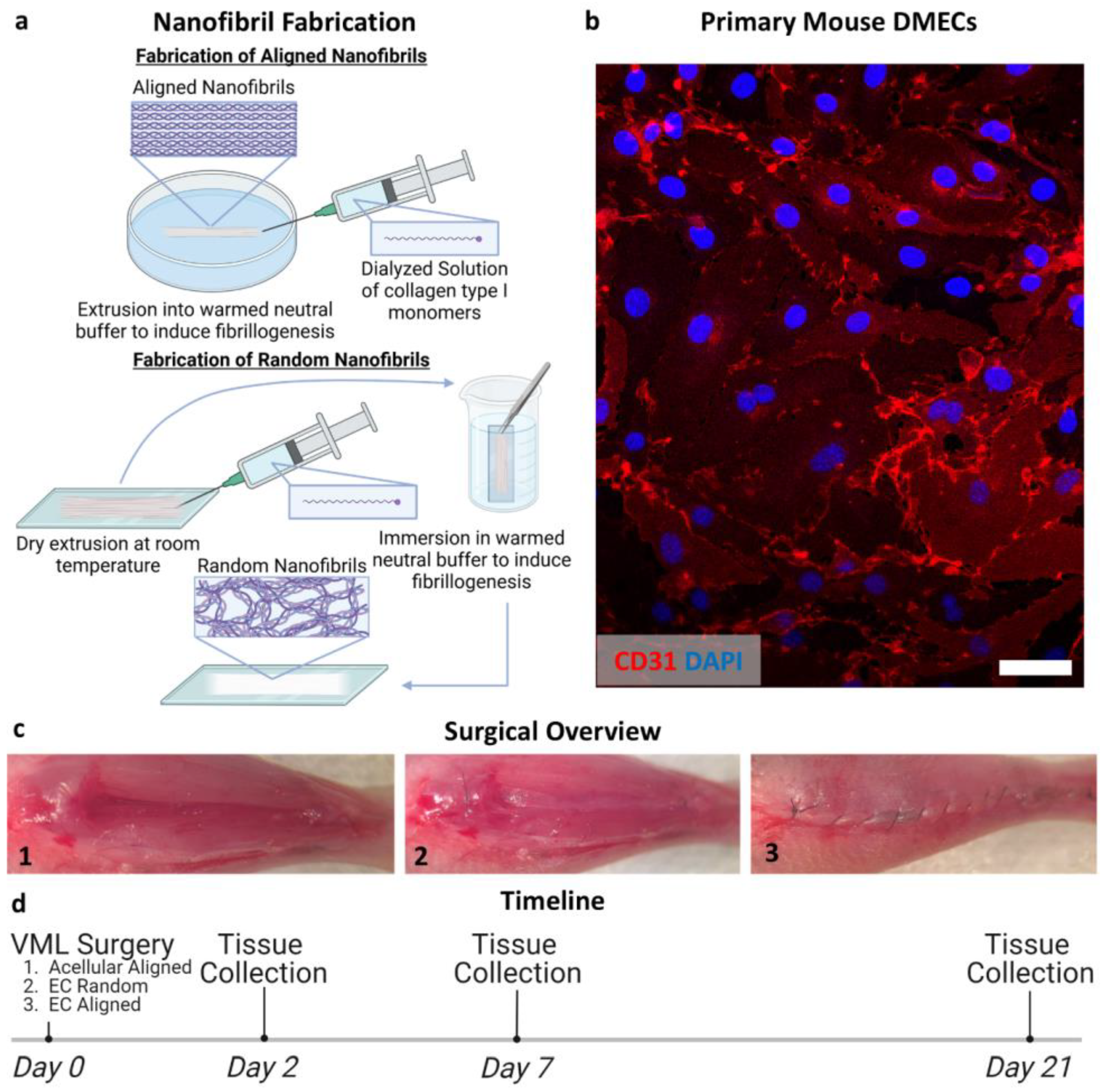 Bioengineering 11 01269 g001